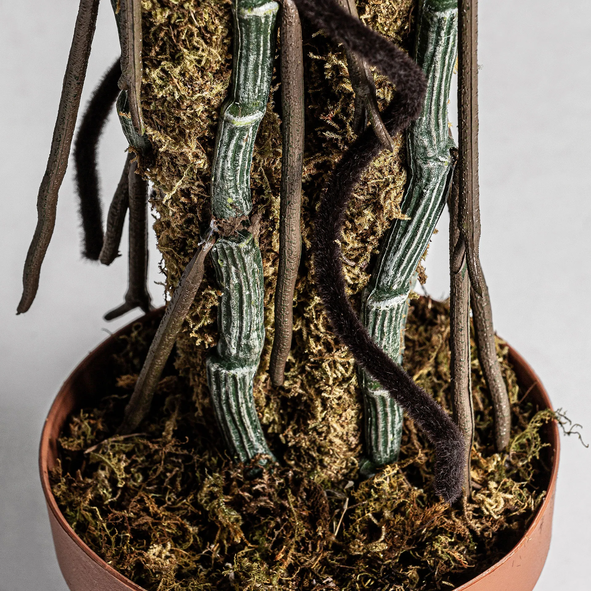 PLANTA SPLIT PHILO - Imagen 2