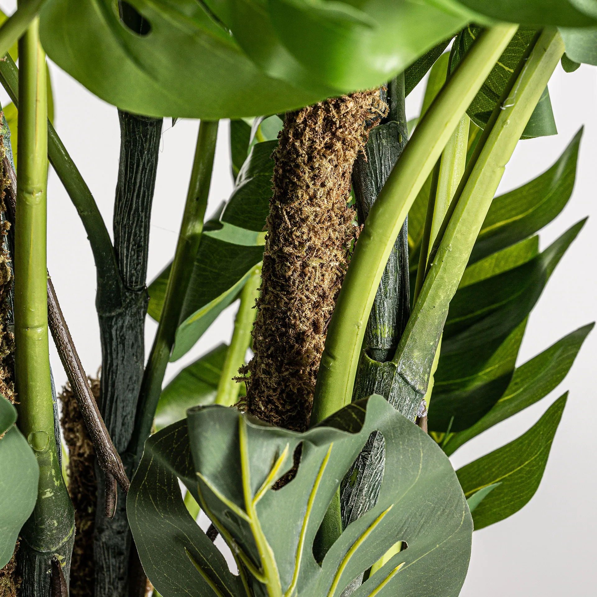 PLANTA SPLIT PHILO - Imagen 3