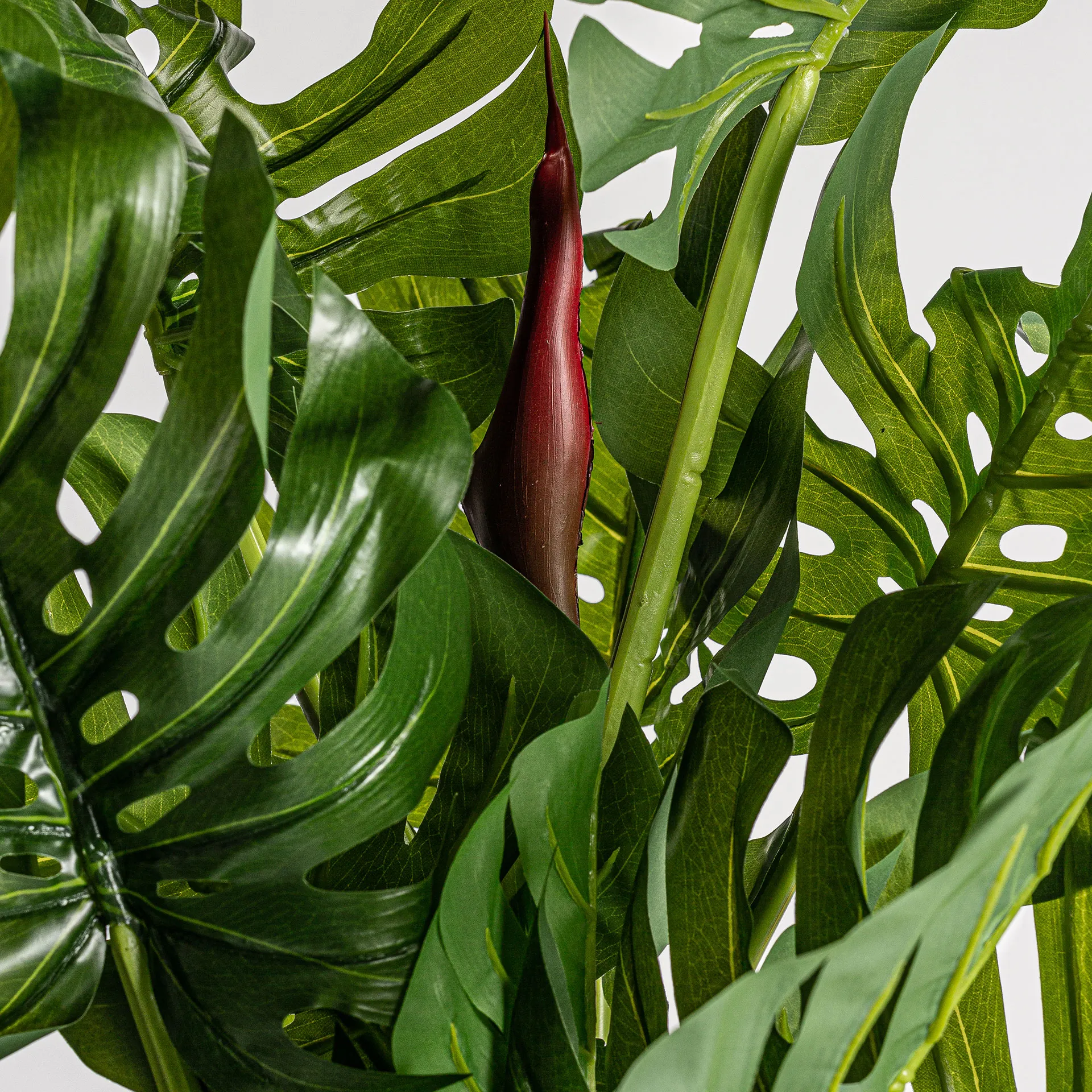 PLANTA SPLIT PHILO - Imagen 4