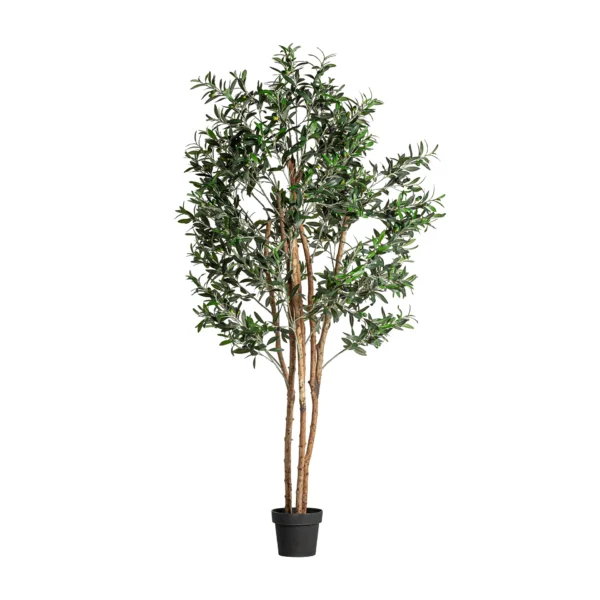 PLANTA OLIVO