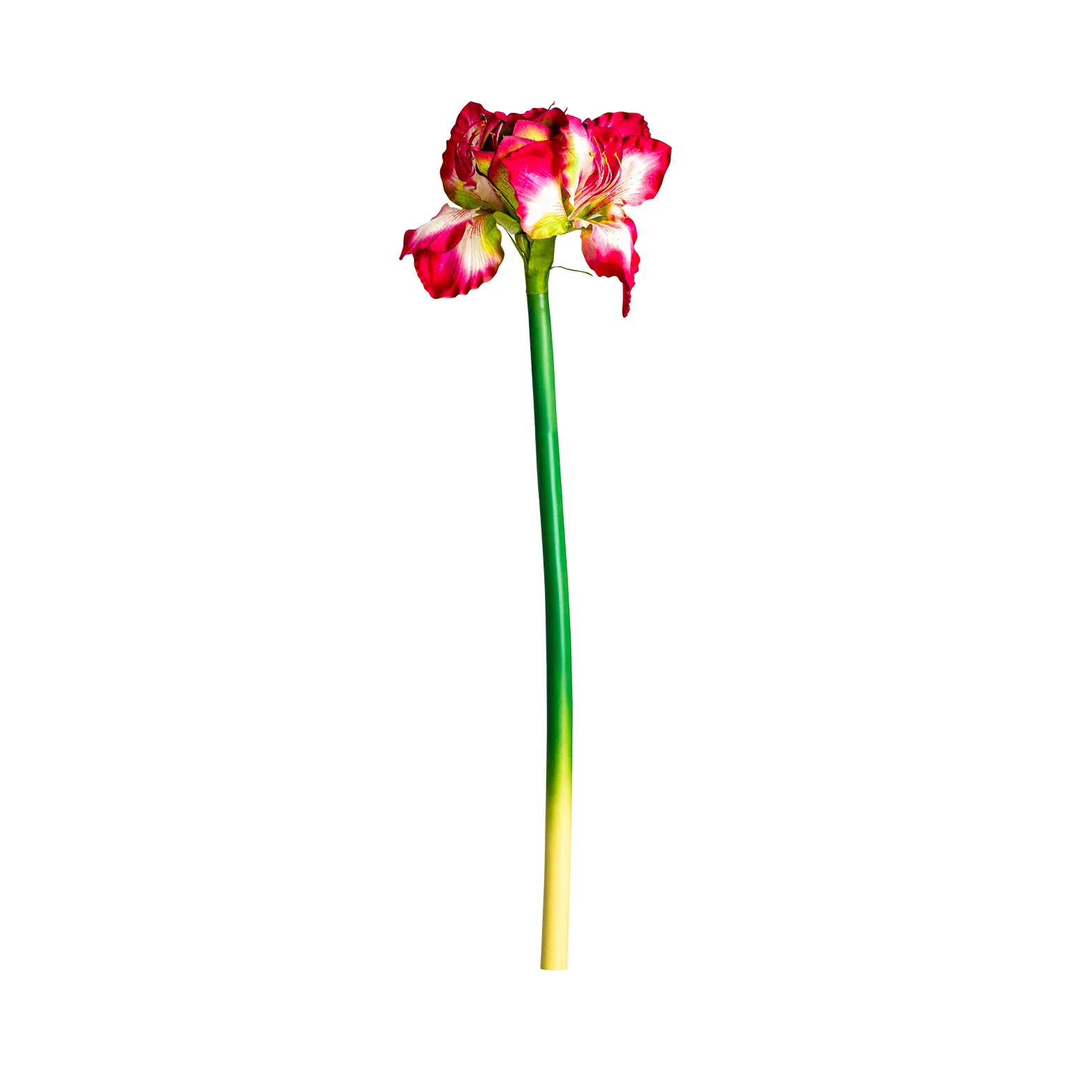 FLOR AMARYLLIS - Imagen 2