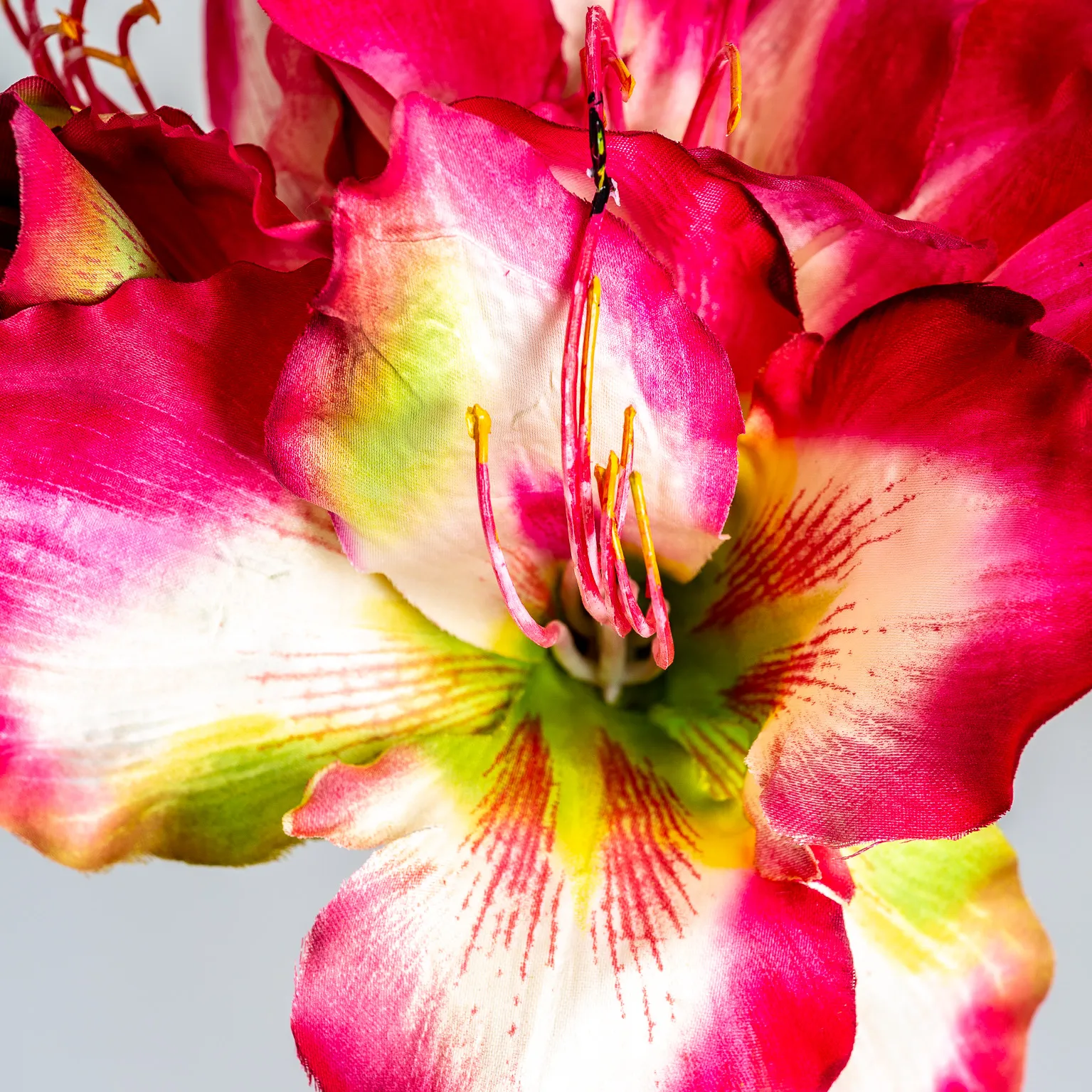 FLOR AMARYLLIS - Imagen 3