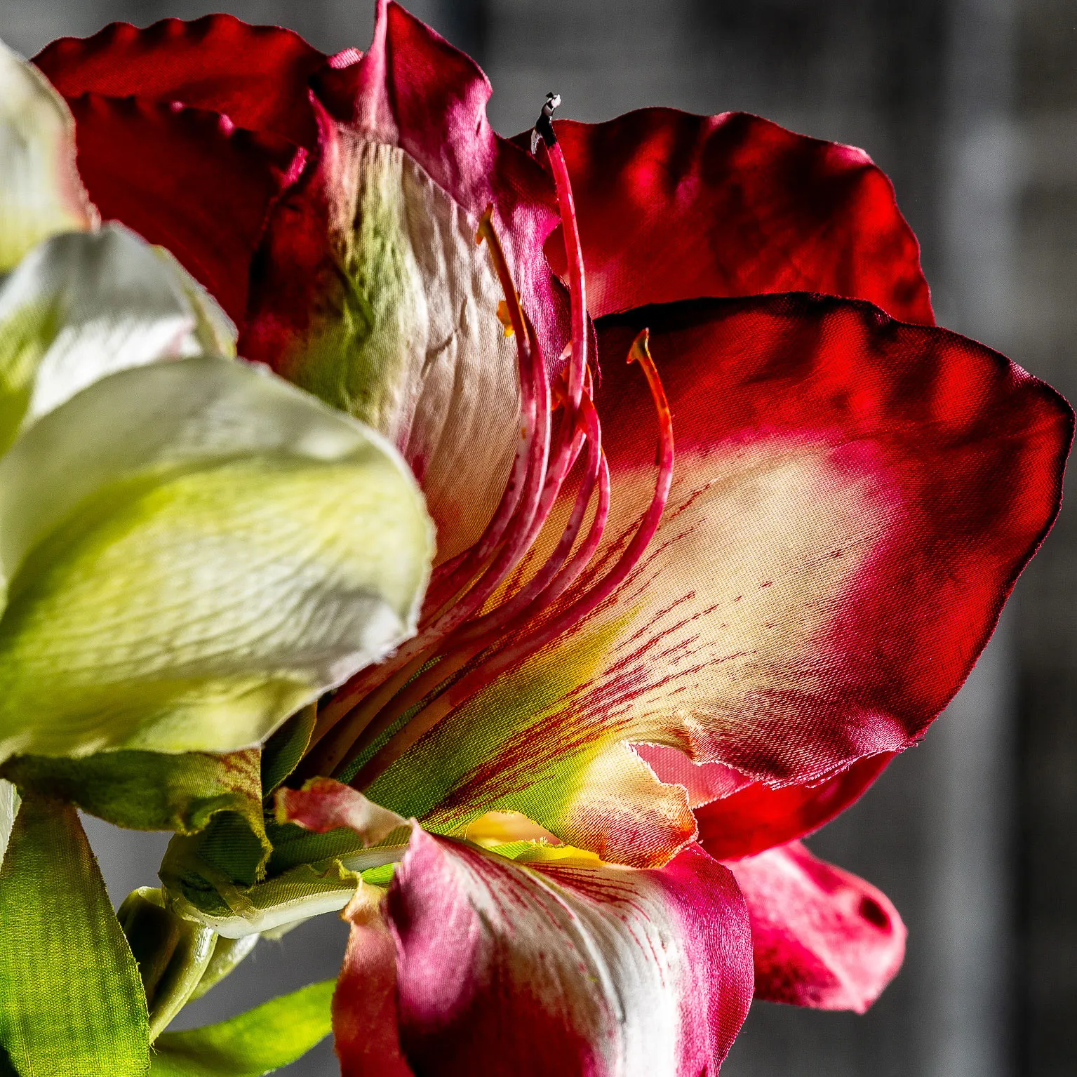 FLOR AMARYLLIS - Imagen 5
