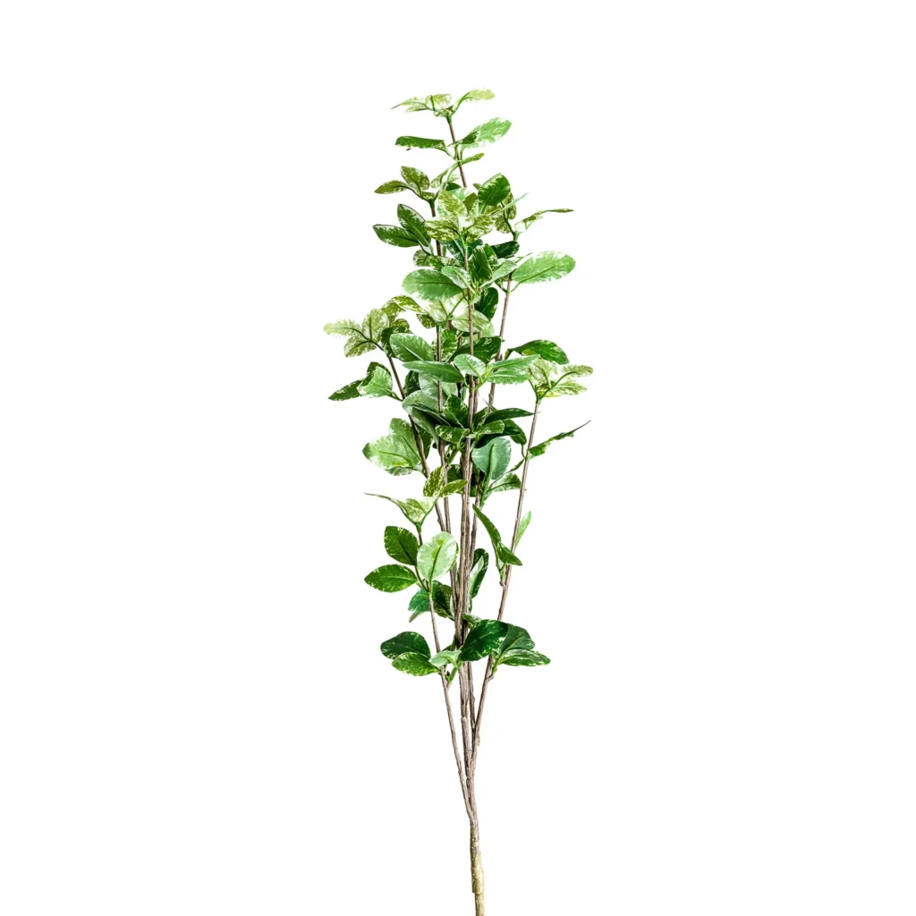 PLANTA FICUS