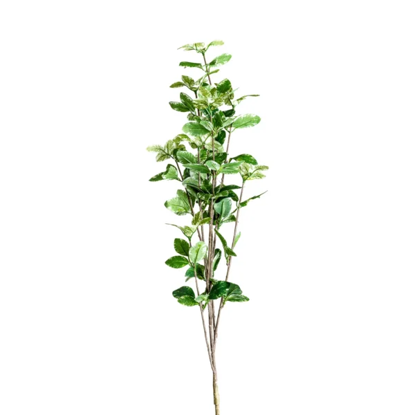 PLANTA FICUS