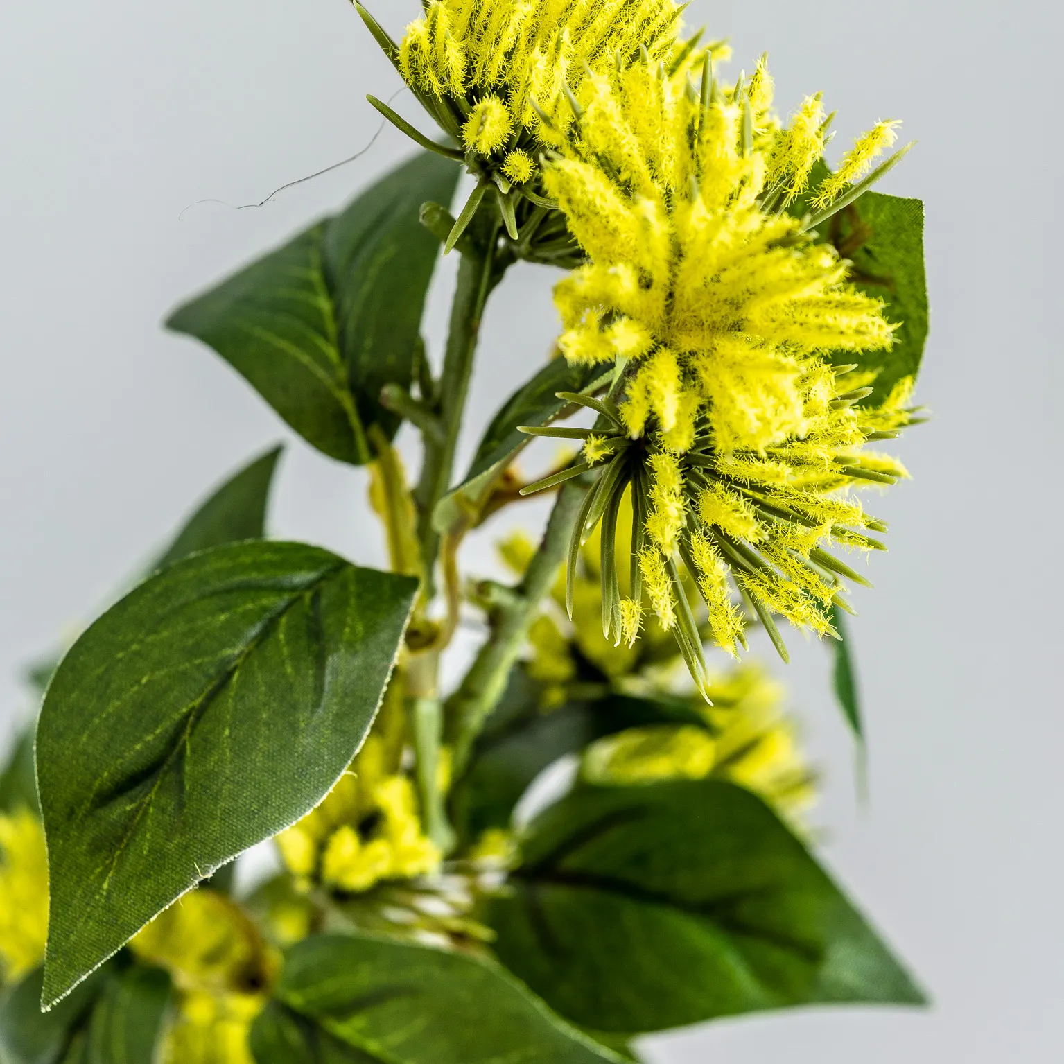 FLOR - Imagen 3