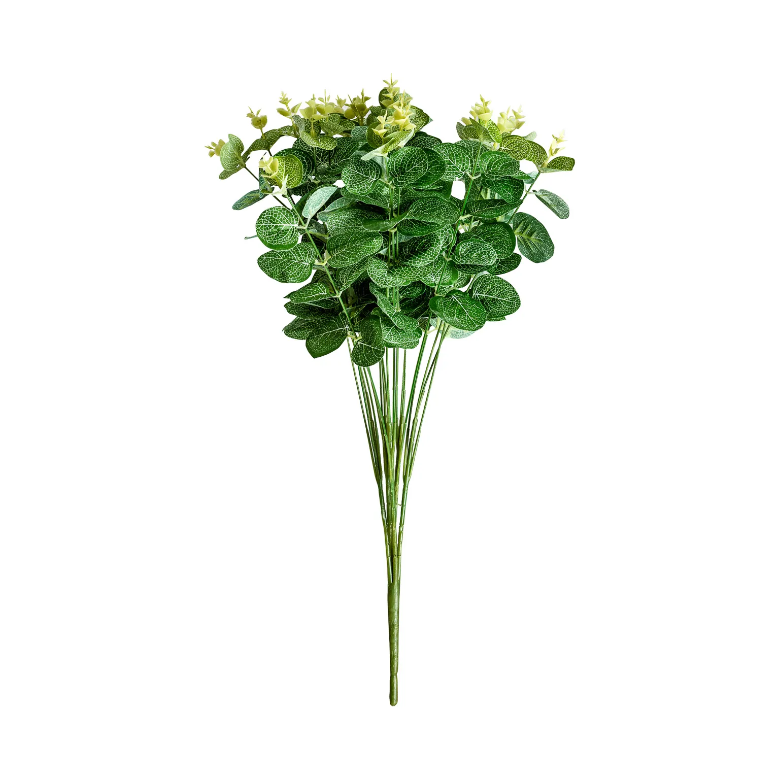 PLANTA EUCALIPTO - Imagen 2