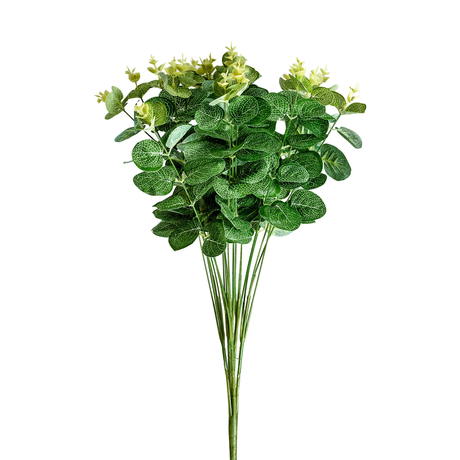 PLANTA EUCALIPTO
