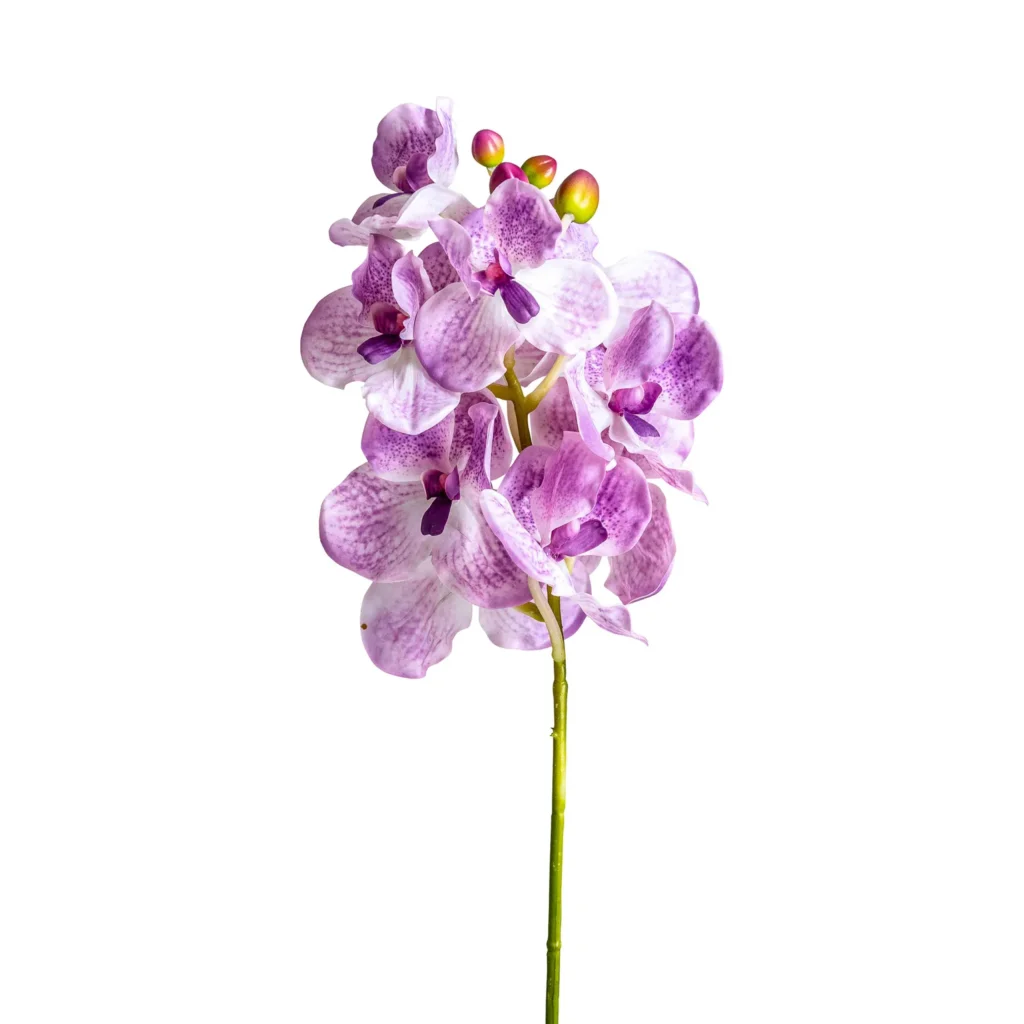 FLOR ORQUÍDEA