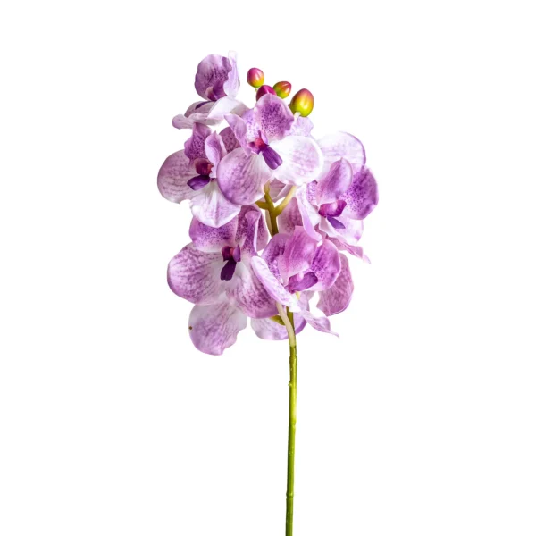 FLOR ORQUÍDEA