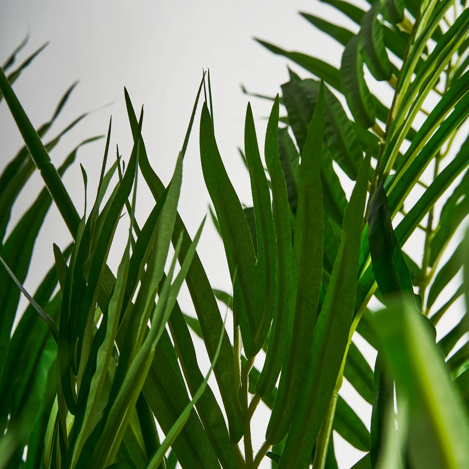 PLANTA PALMERA - Imagen 2