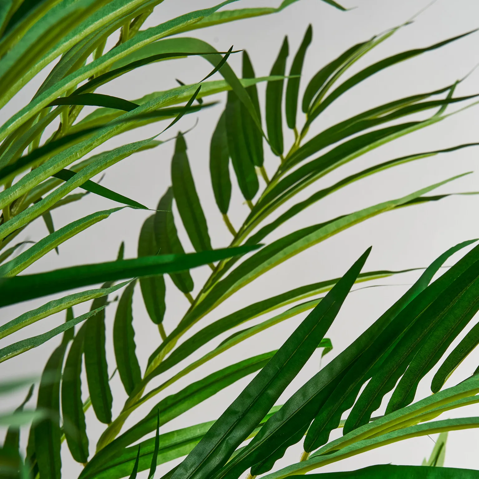 PLANTA PALMERA - Imagen 3