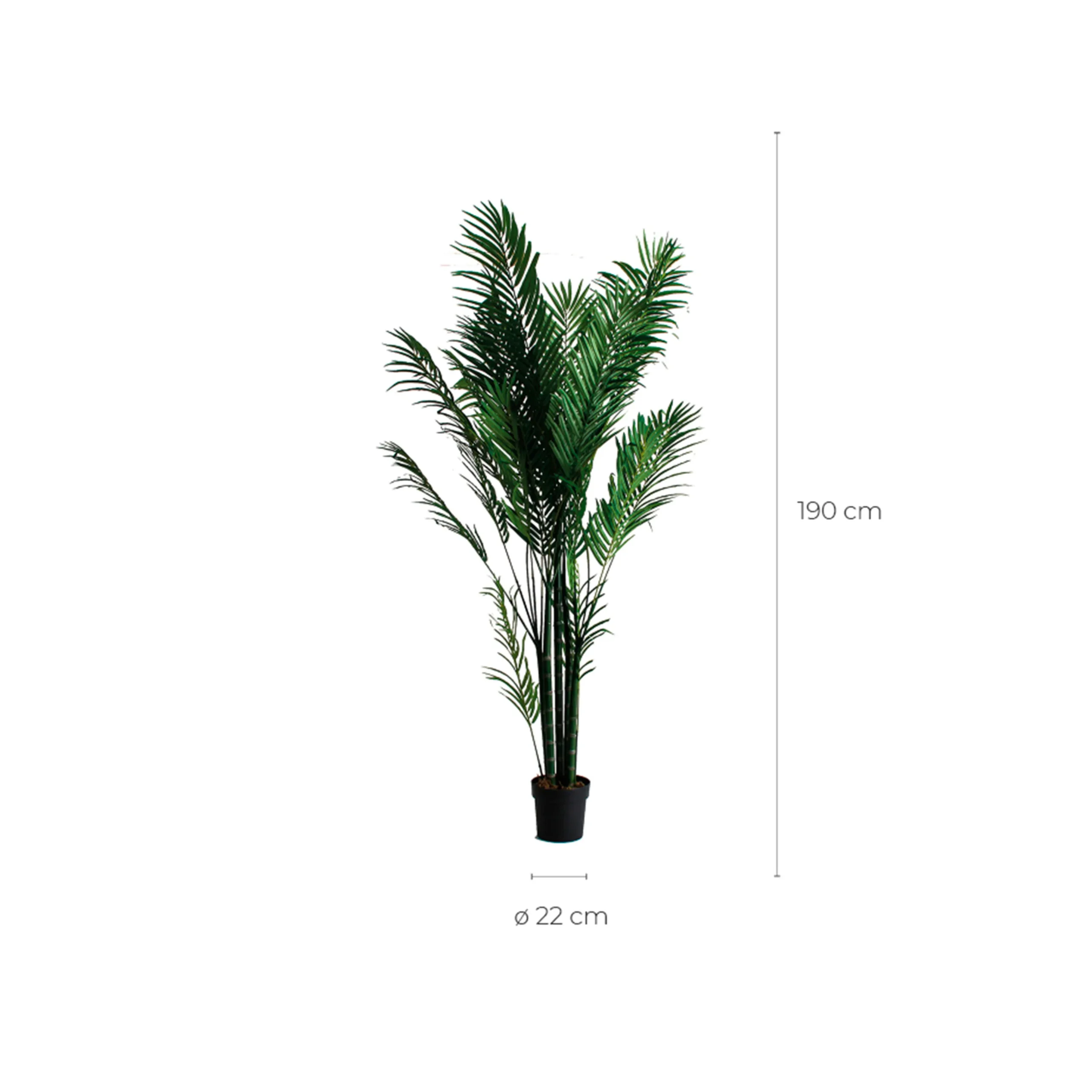 PLANTA PALMERA - Imagen 4