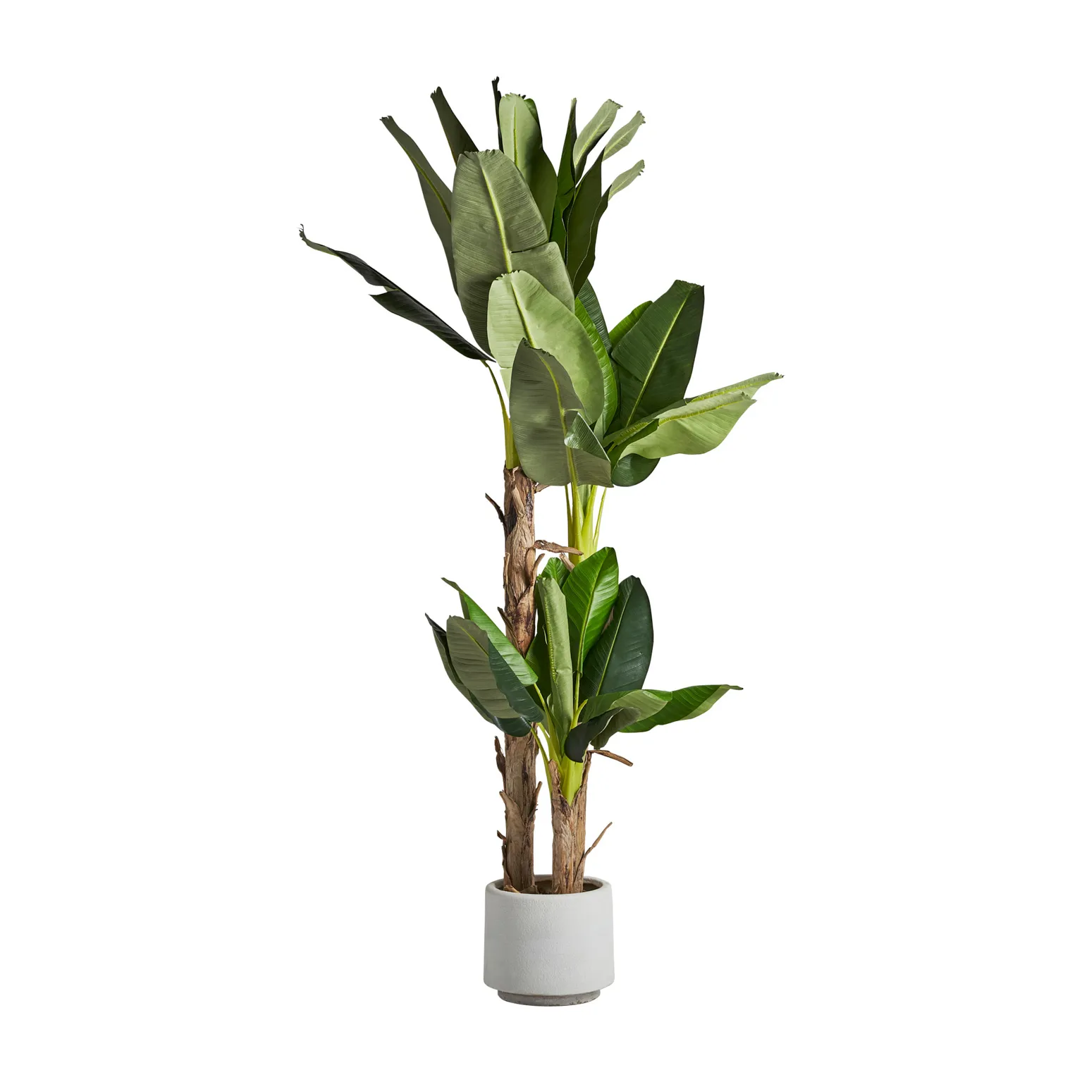 PLANTA PLATANERO - Imagen 2