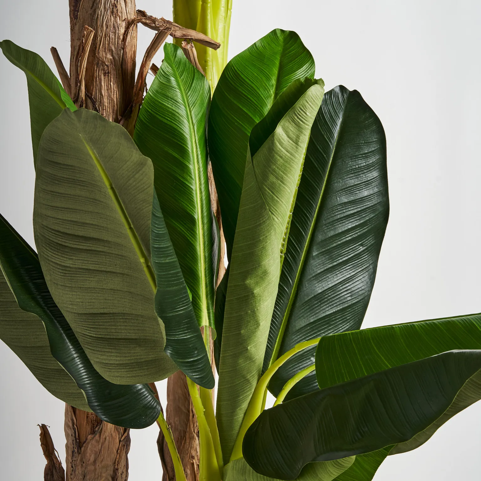 PLANTA PLATANERO - Imagen 5