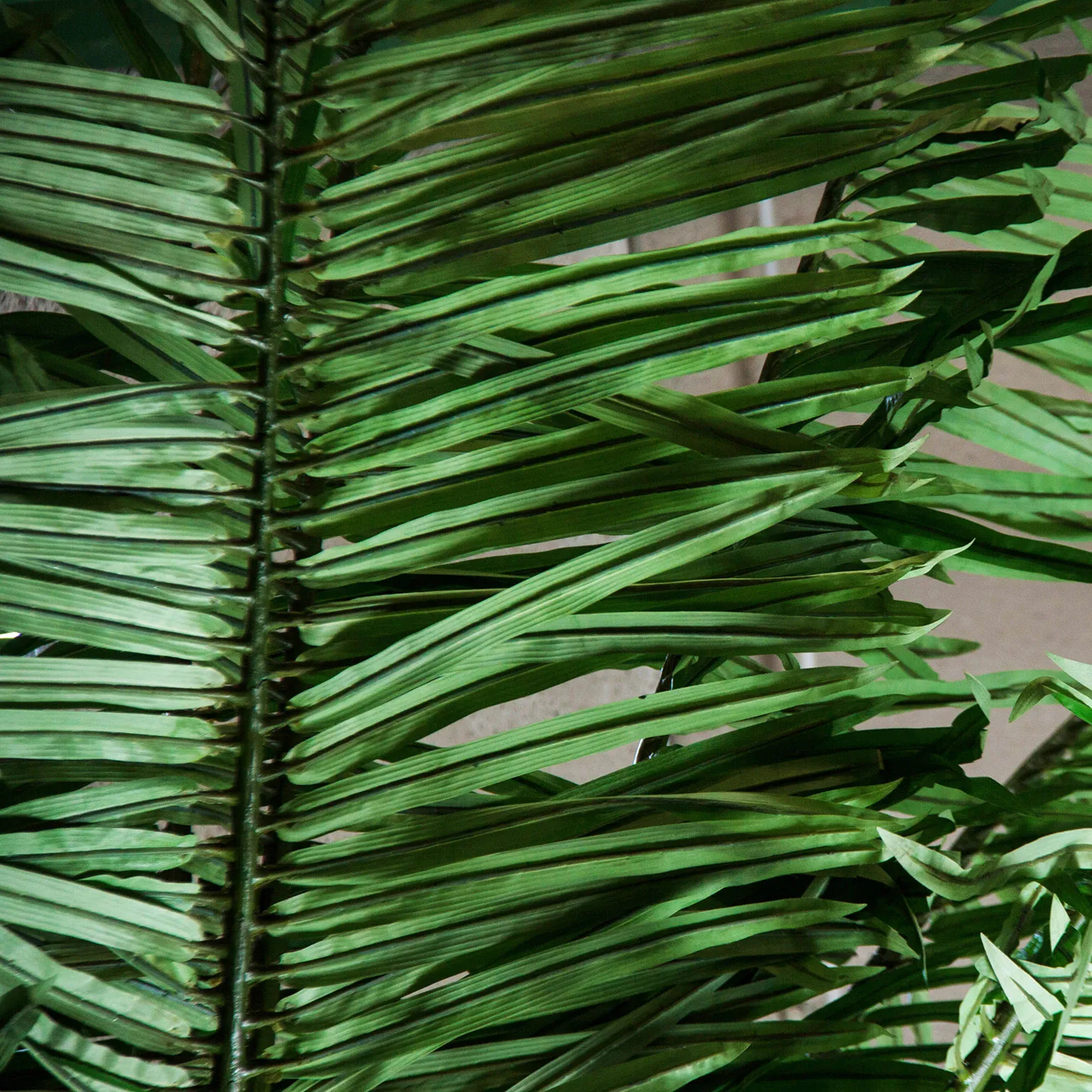 PLANTA PALMERA - Imagen 2