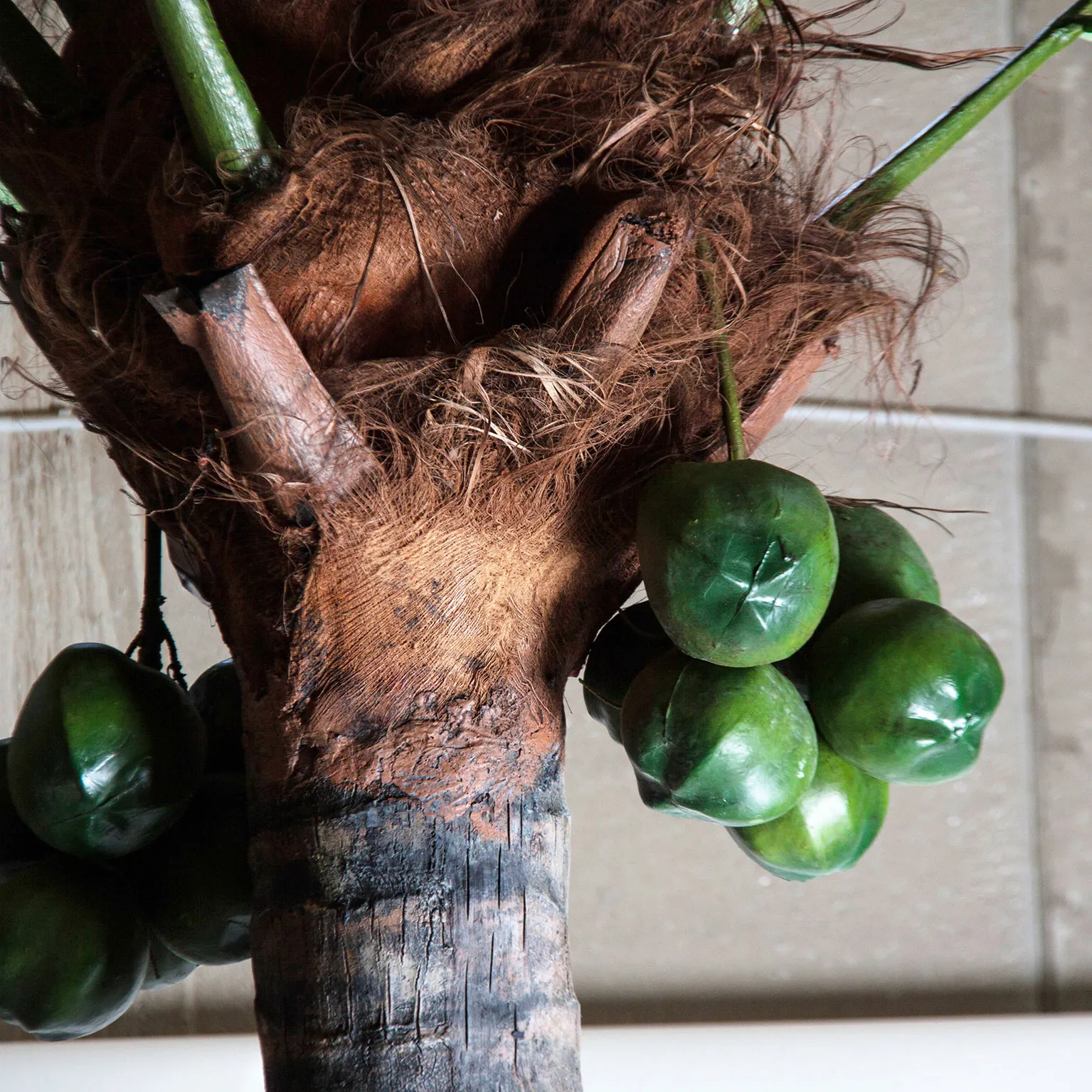 PLANTA PALMERA - Imagen 3