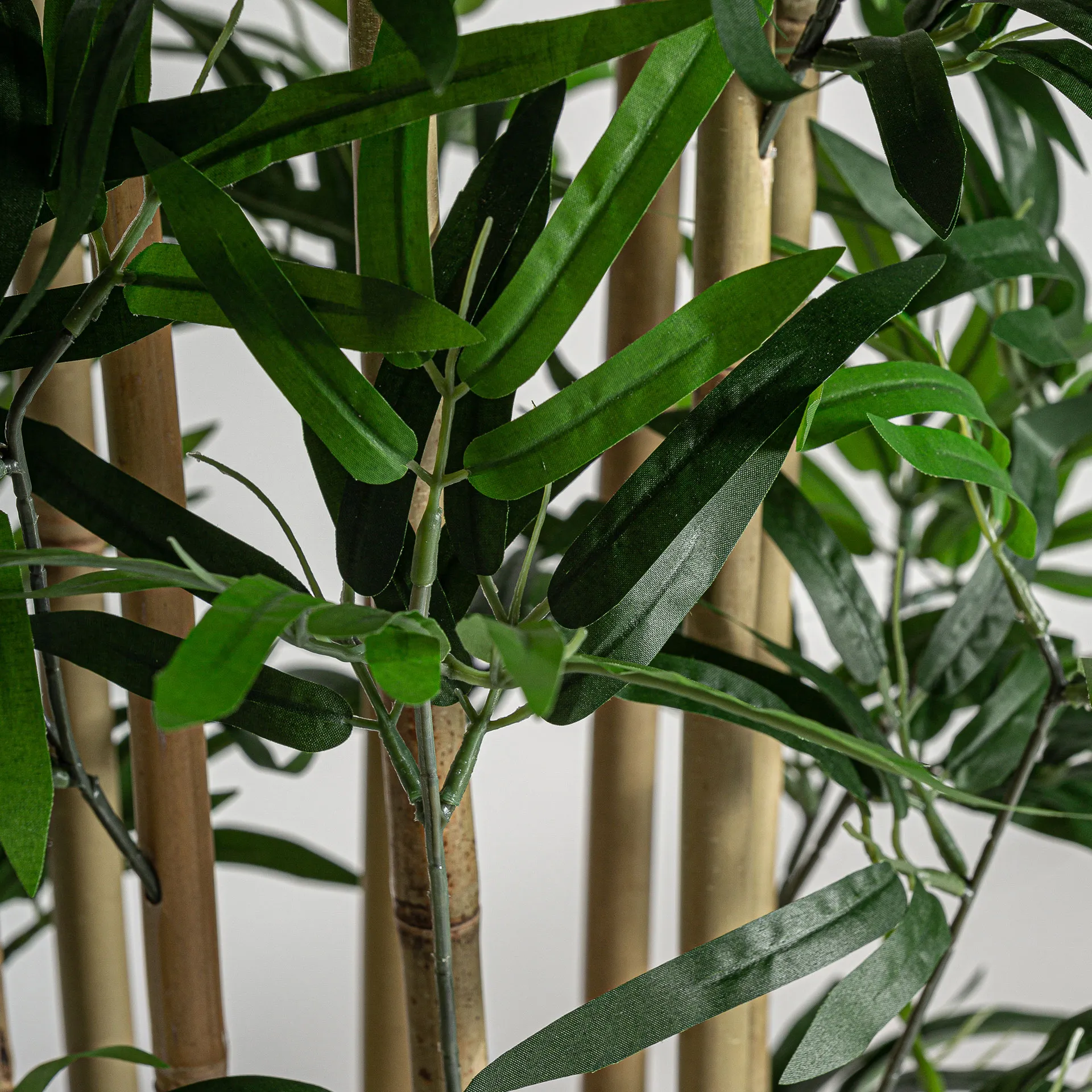 PLANTA BAMBÚ - Imagen 2