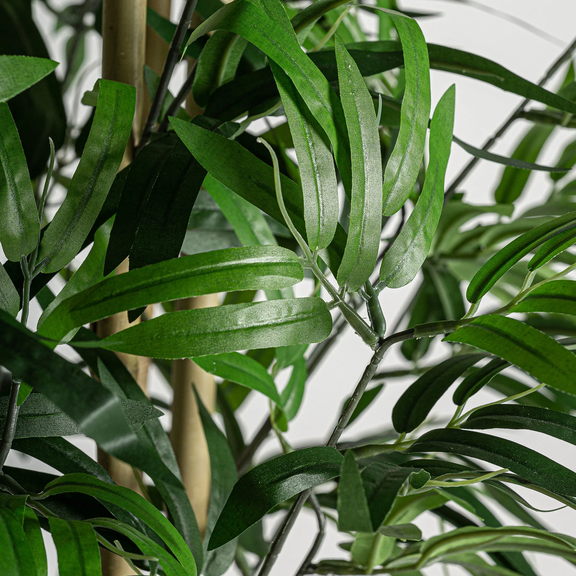 PLANTA BAMBÚ - Imagen 3