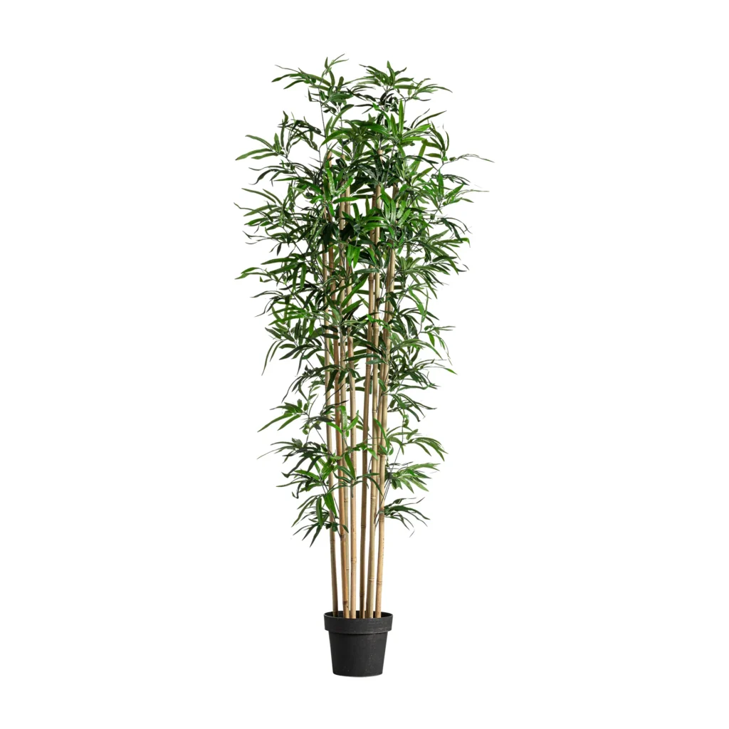 PLANTA BAMBÚ