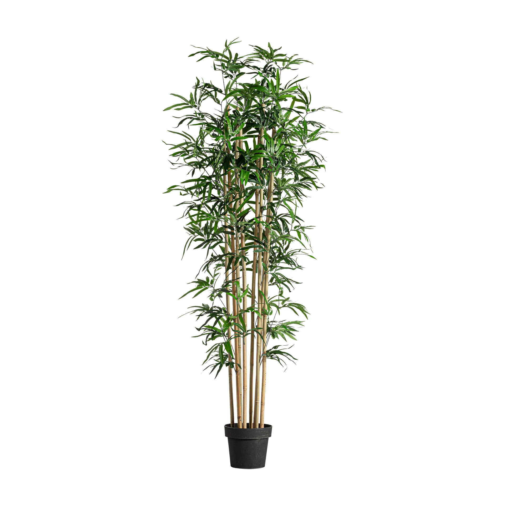 PLANTA BAMBÚ