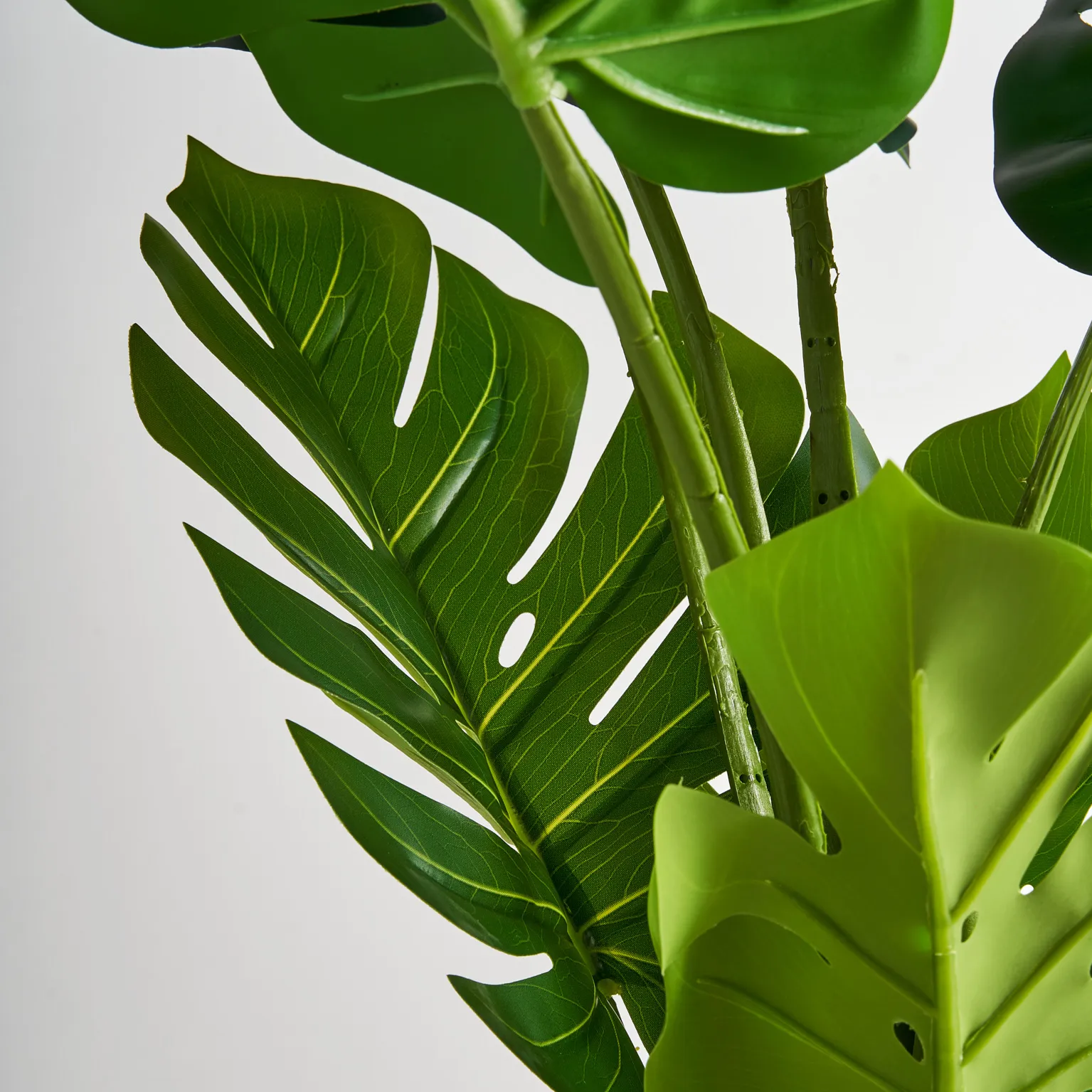 PLANTA MONSTERA - Imagen 2