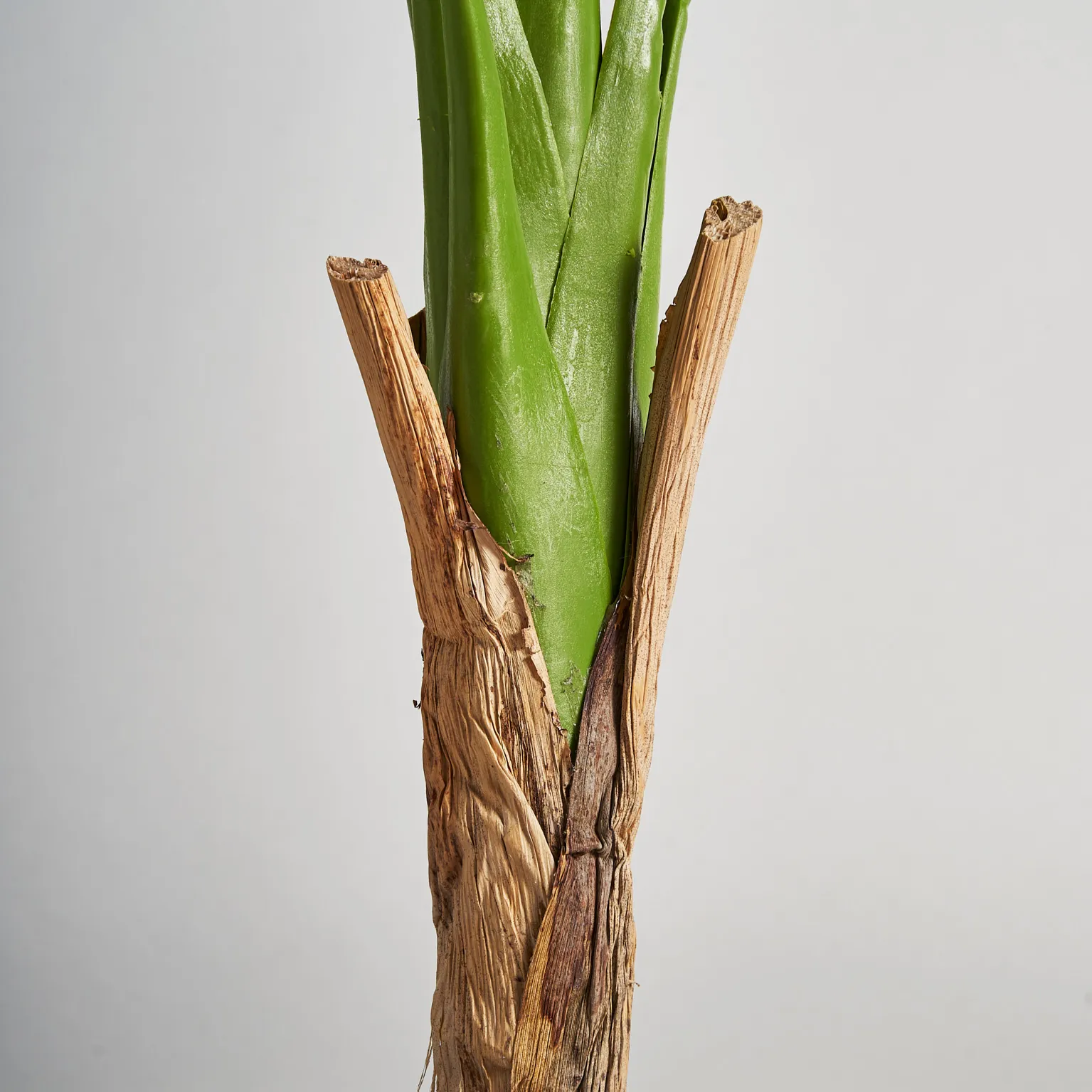 PLANTA MONSTERA - Imagen 3