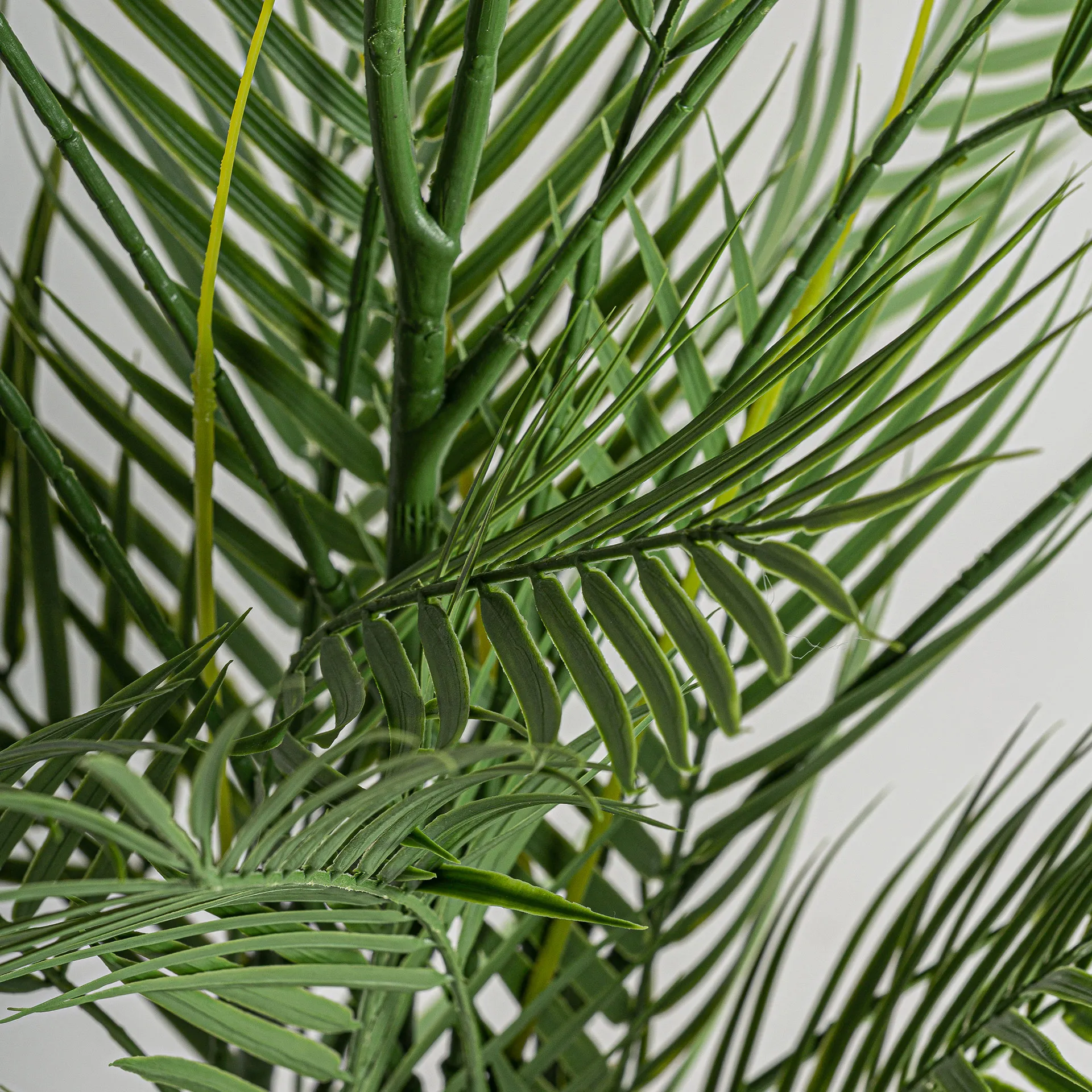 PLANTA HELECHO - Imagen 3