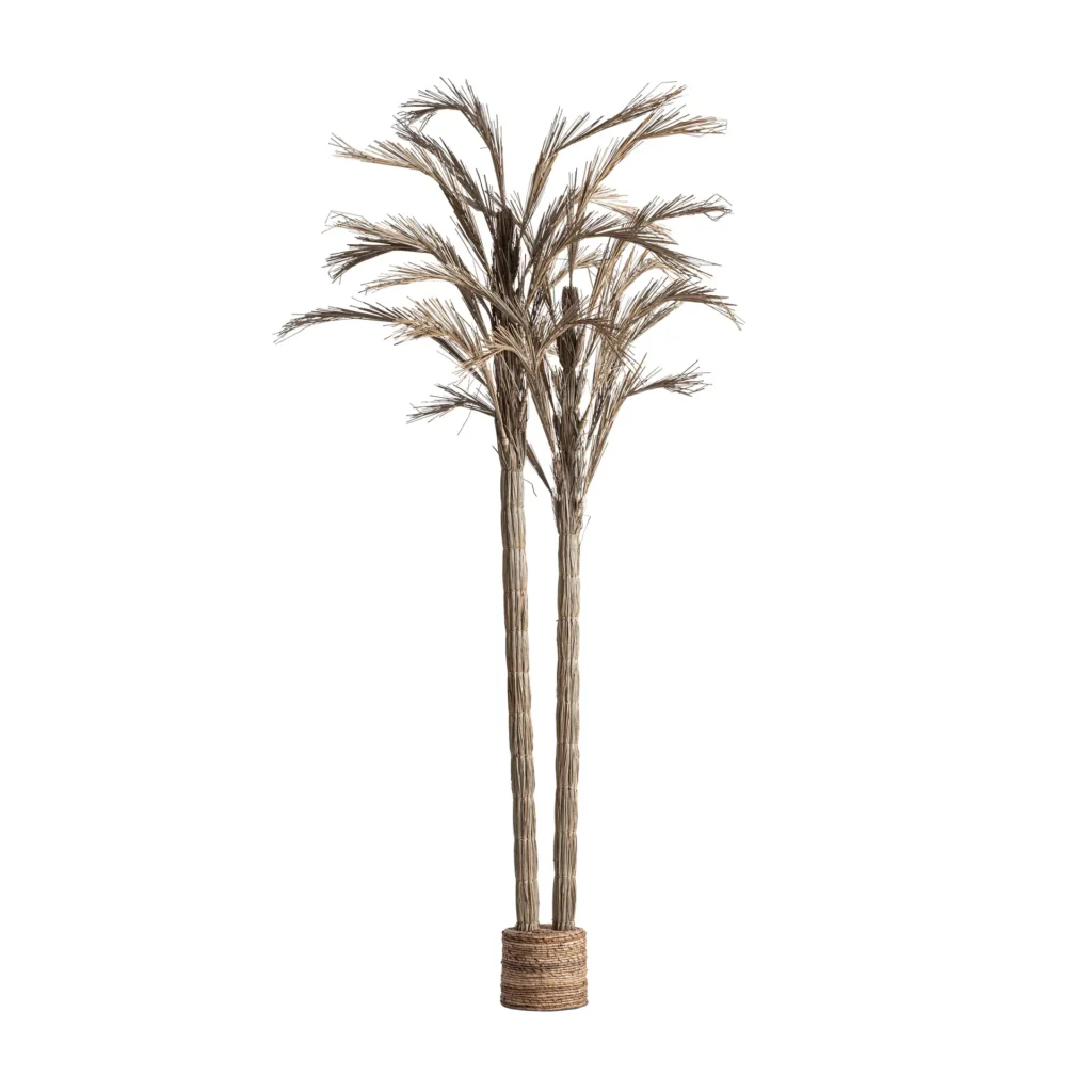PLANTA ARECA