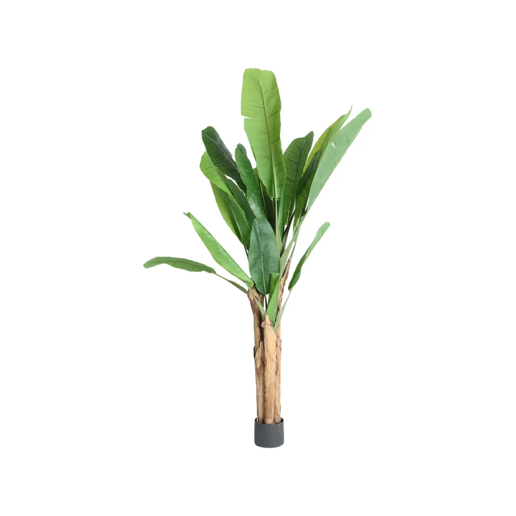 PLANTA BANANERA