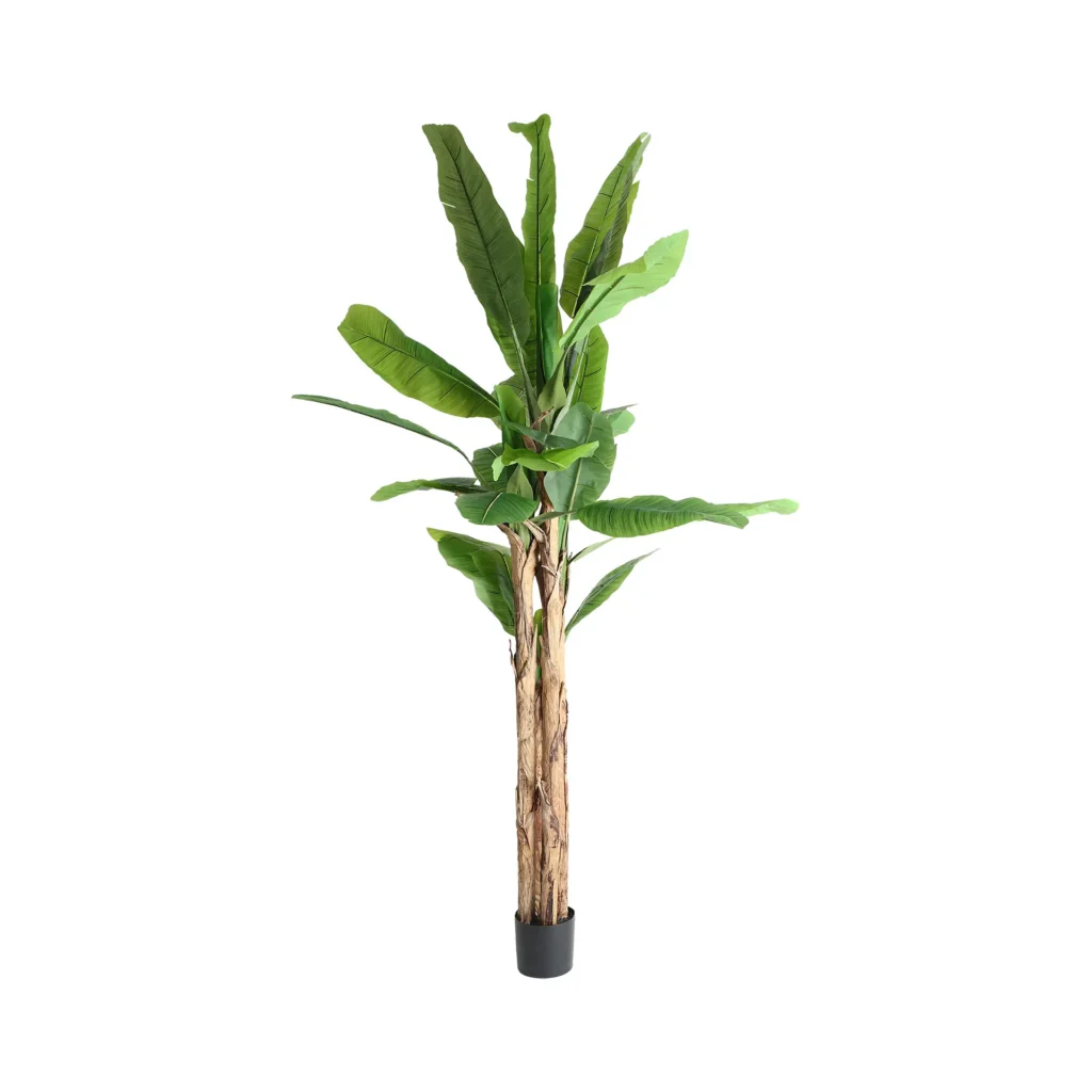 PLANTA BANANERA