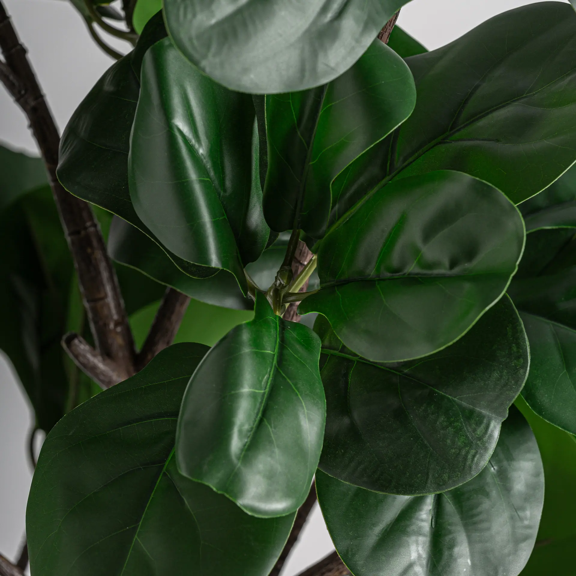 PLANTA FICUS - Imagen 2