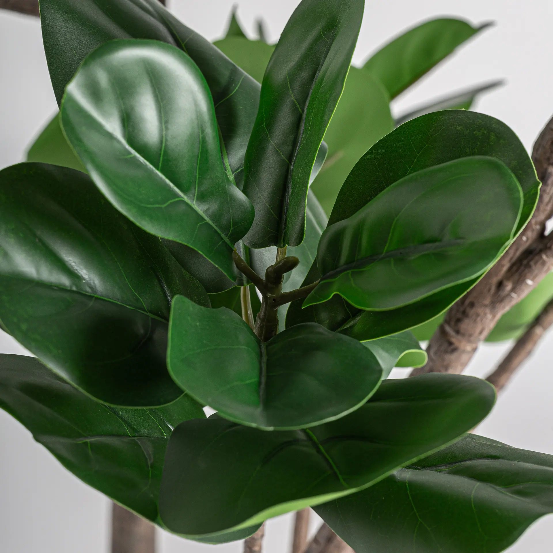 PLANTA FICUS - Imagen 3