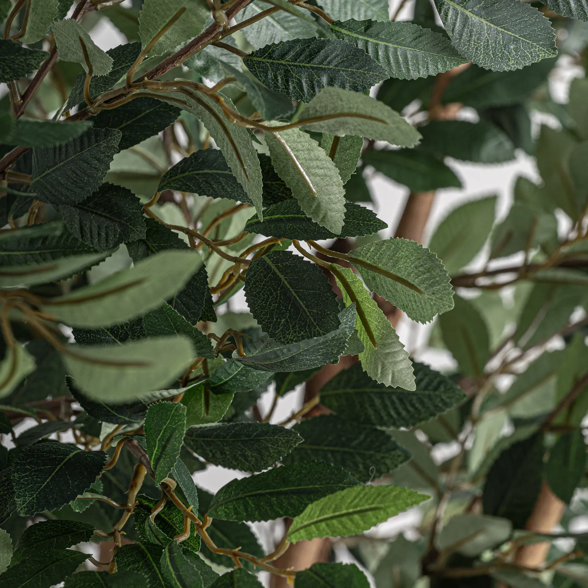 PLANTA FICUS - Imagen 2