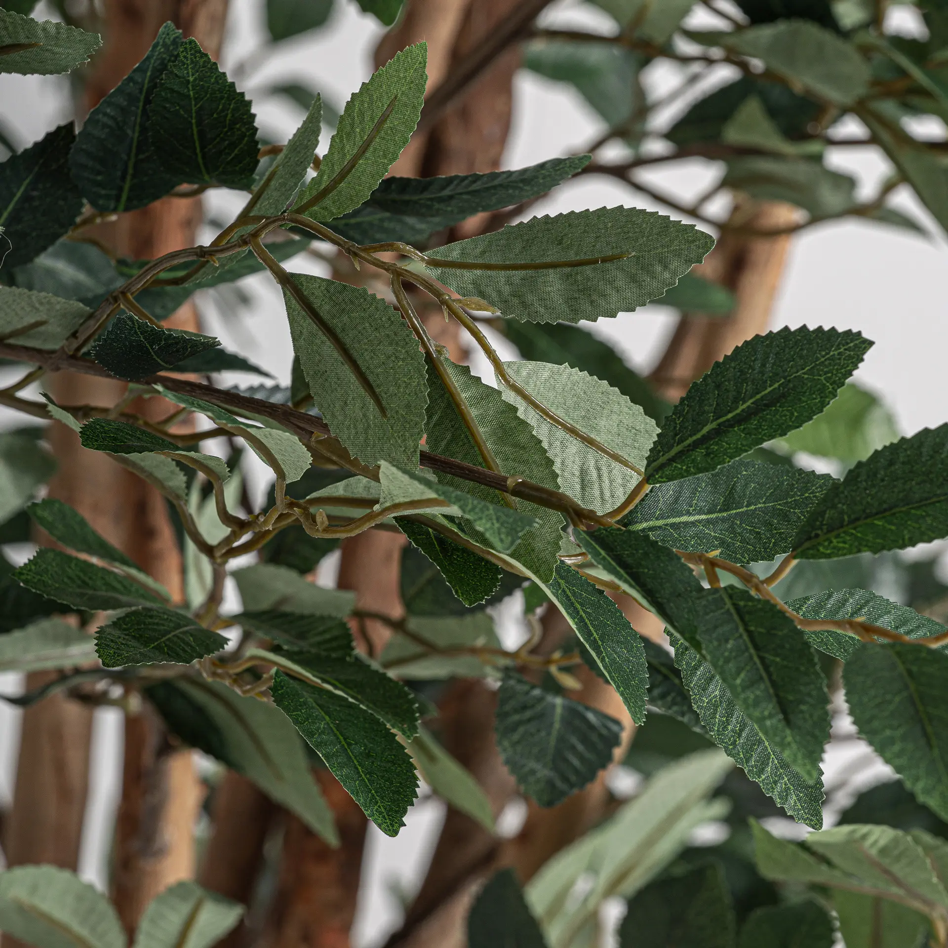 PLANTA FICUS - Imagen 3