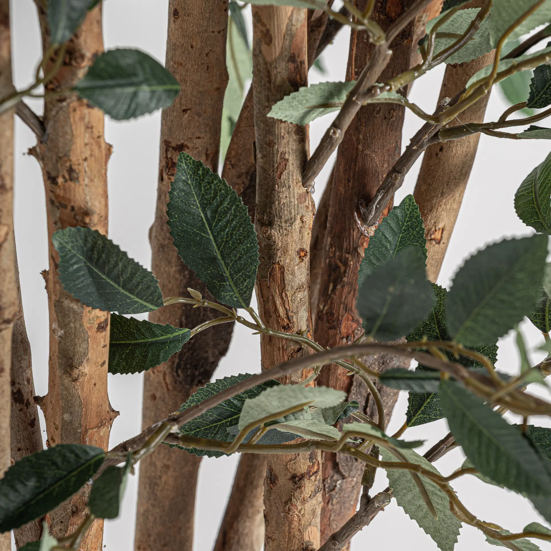 PLANTA FICUS - Imagen 4