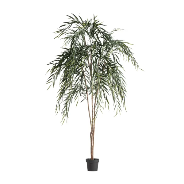 PLANTA SAUCE