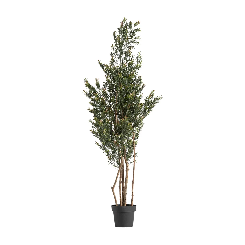 PLANTA BOJ