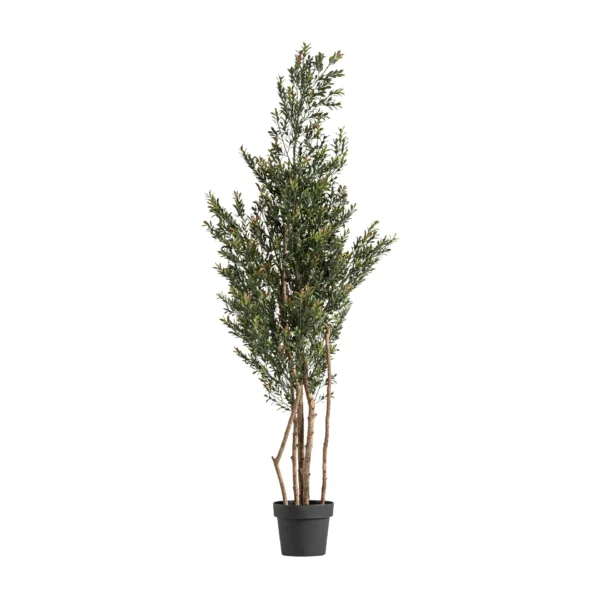 PLANTA BOJ