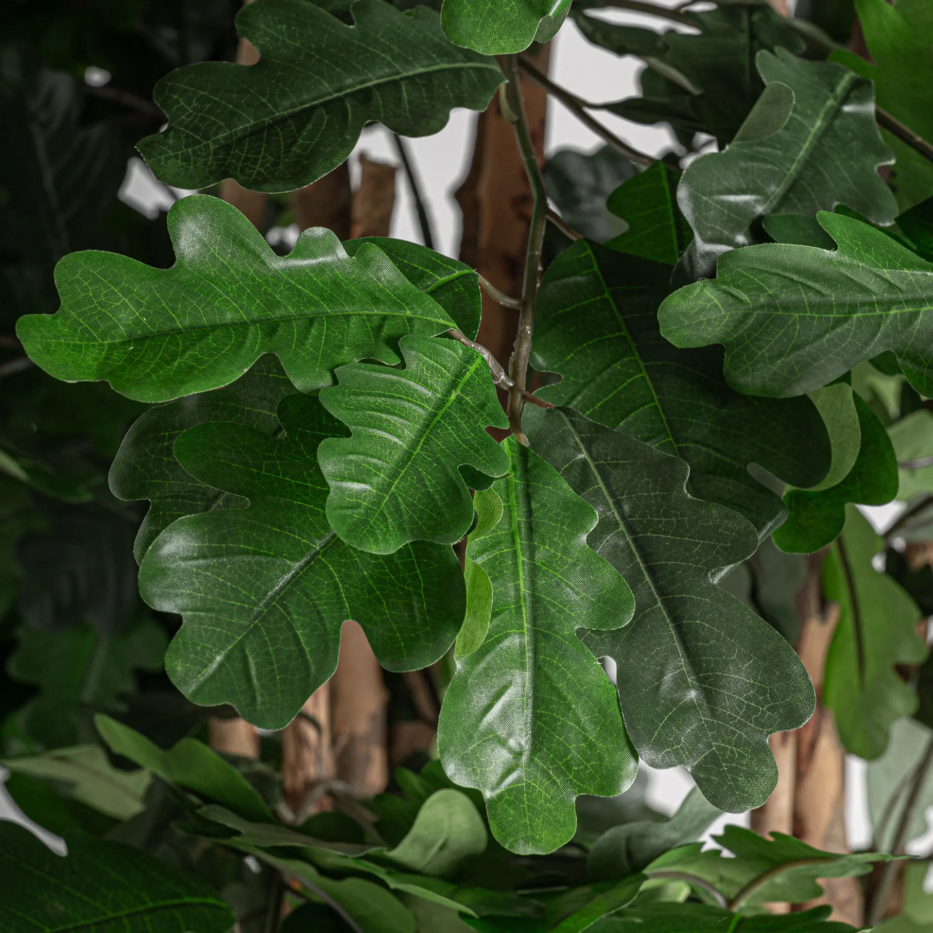 PLANTA ROBLE - Imagen 2