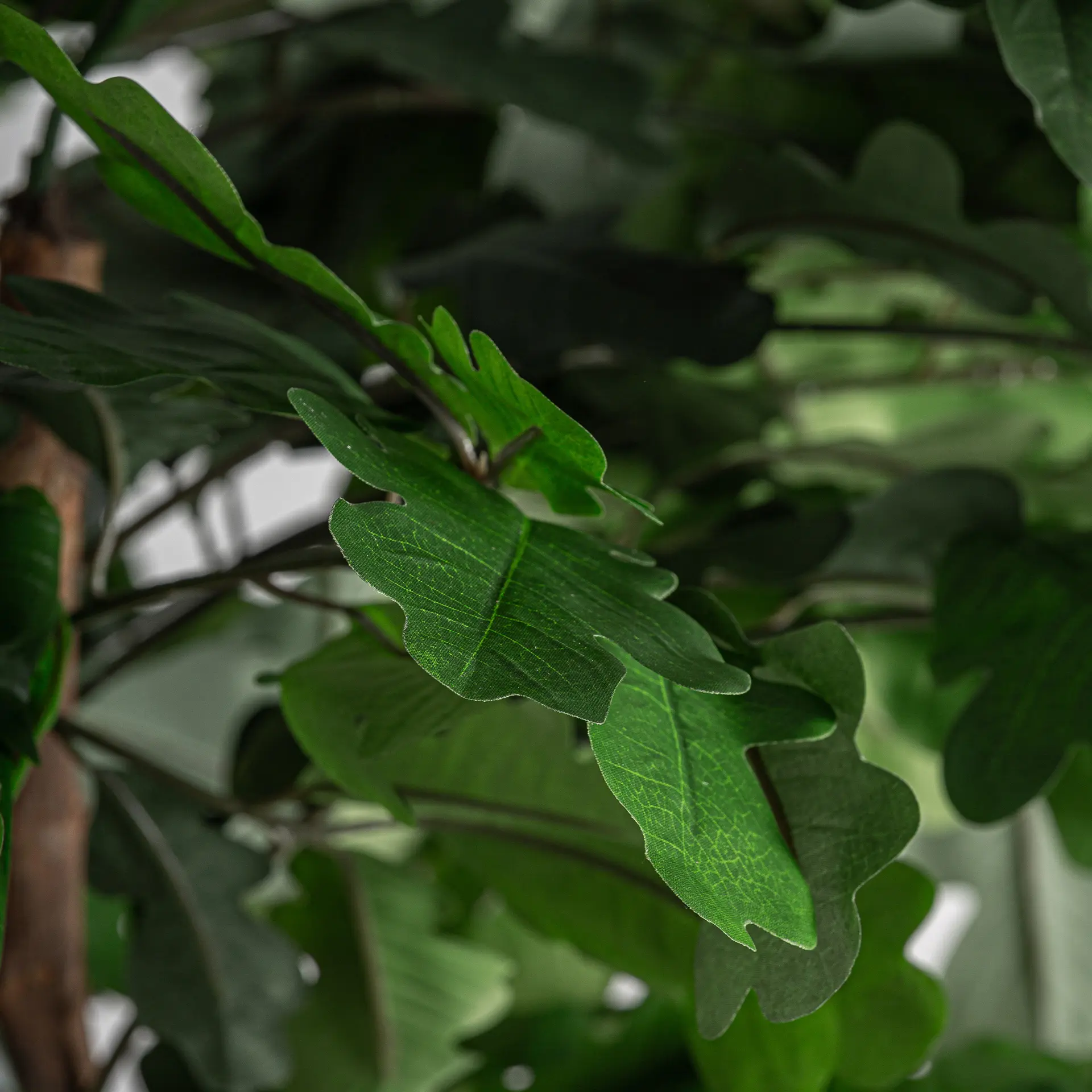 PLANTA ROBLE - Imagen 3