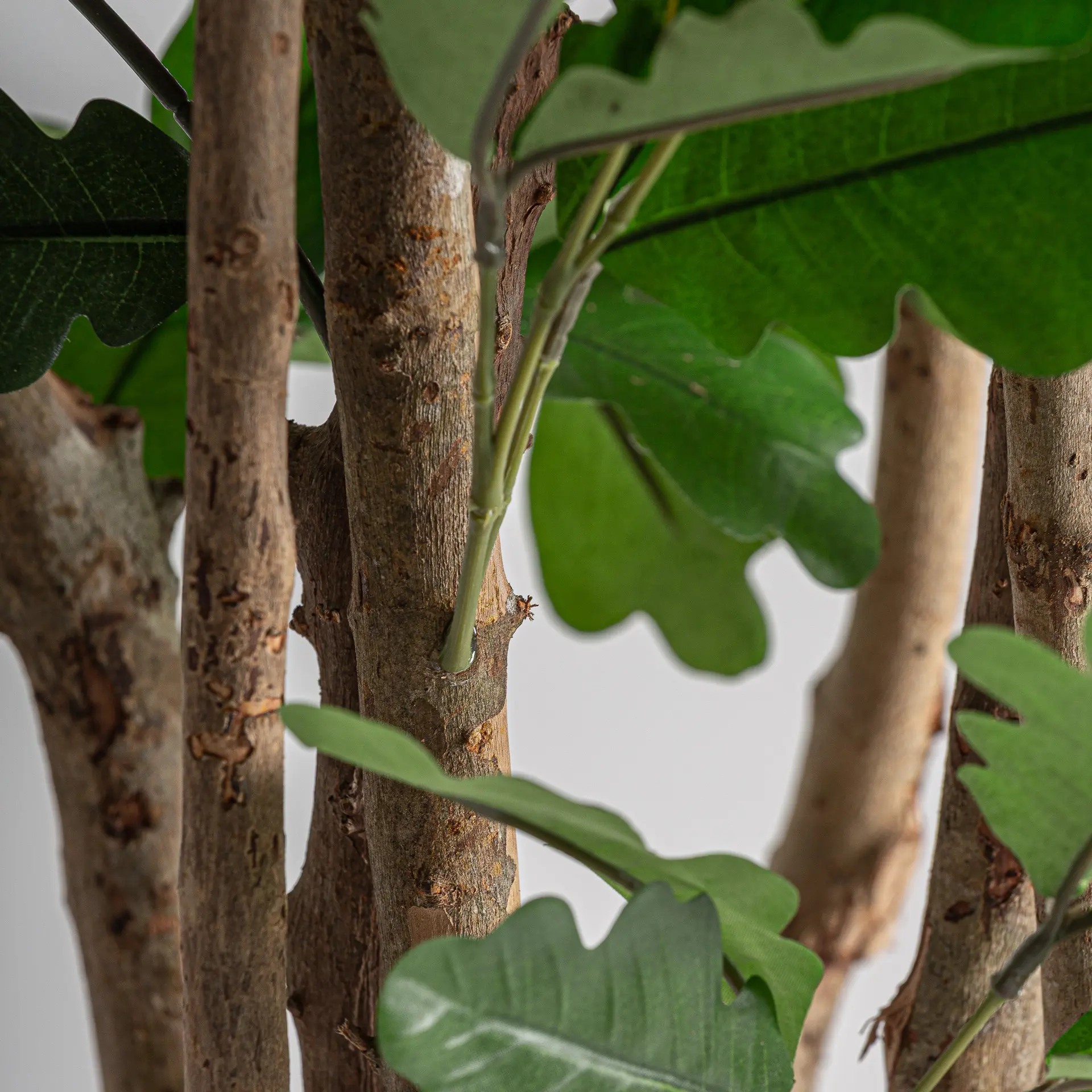 PLANTA ROBLE - Imagen 4