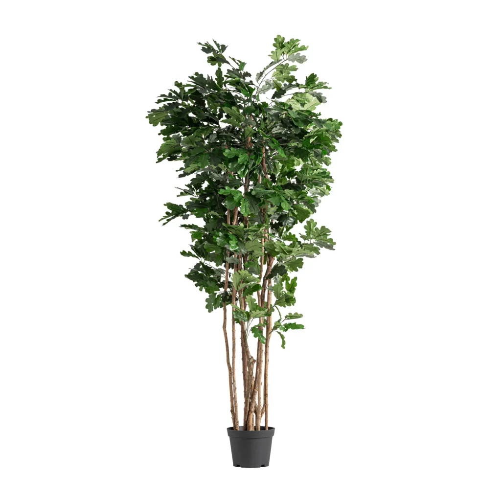 PLANTA ROBLE