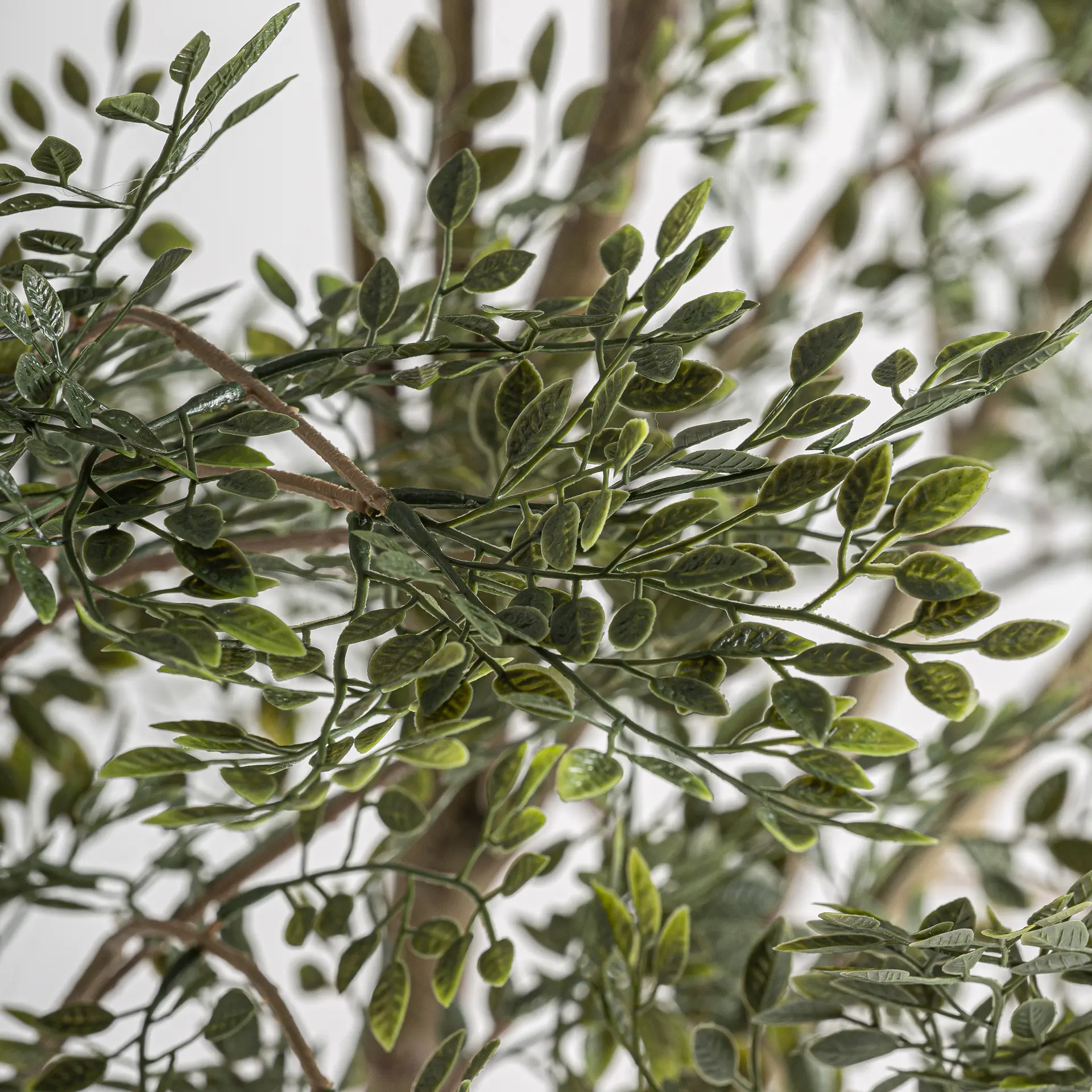 PLANTA OLIVO - Imagen 2