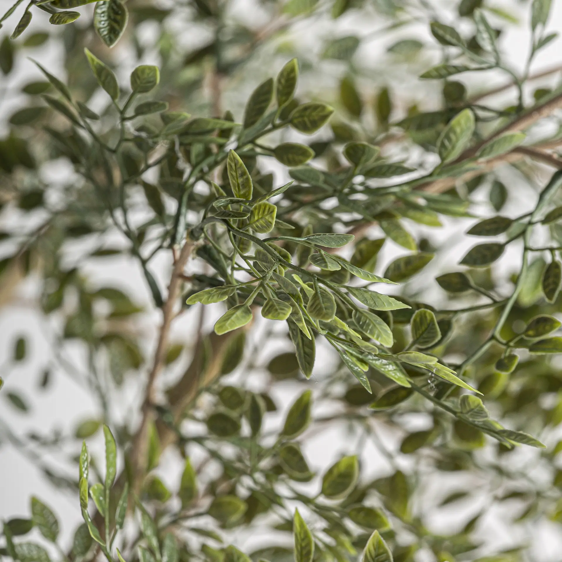 PLANTA OLIVO - Imagen 3