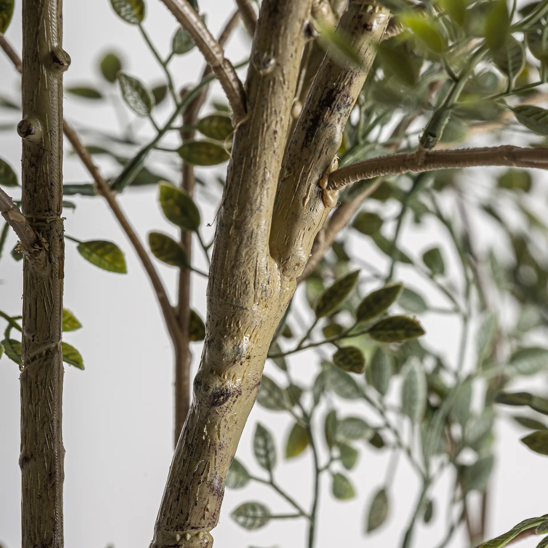 PLANTA OLIVO - Imagen 4