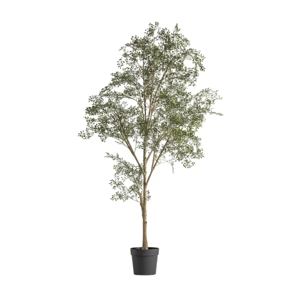 PLANTA OLIVO