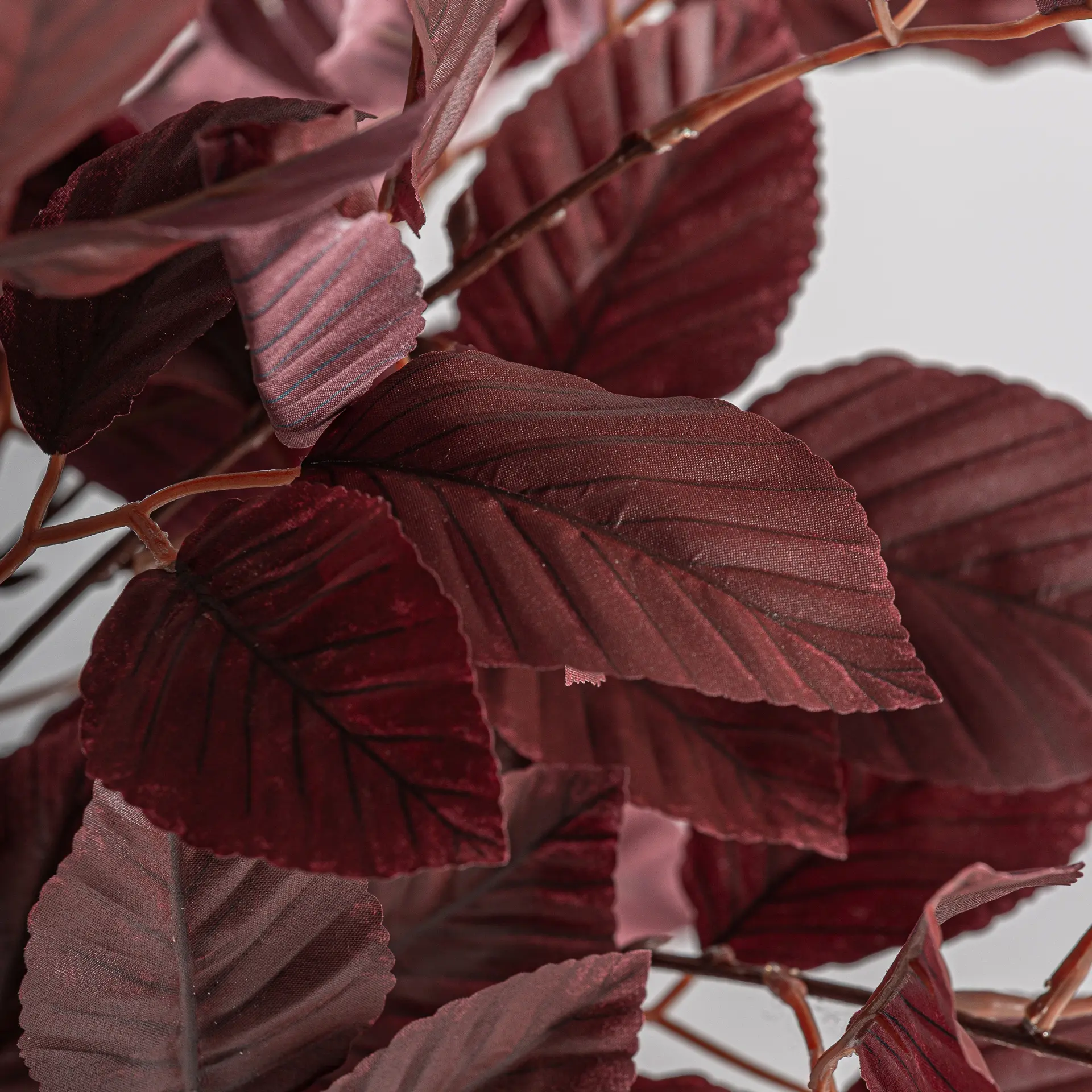 PLANTA HAYA - Imagen 3