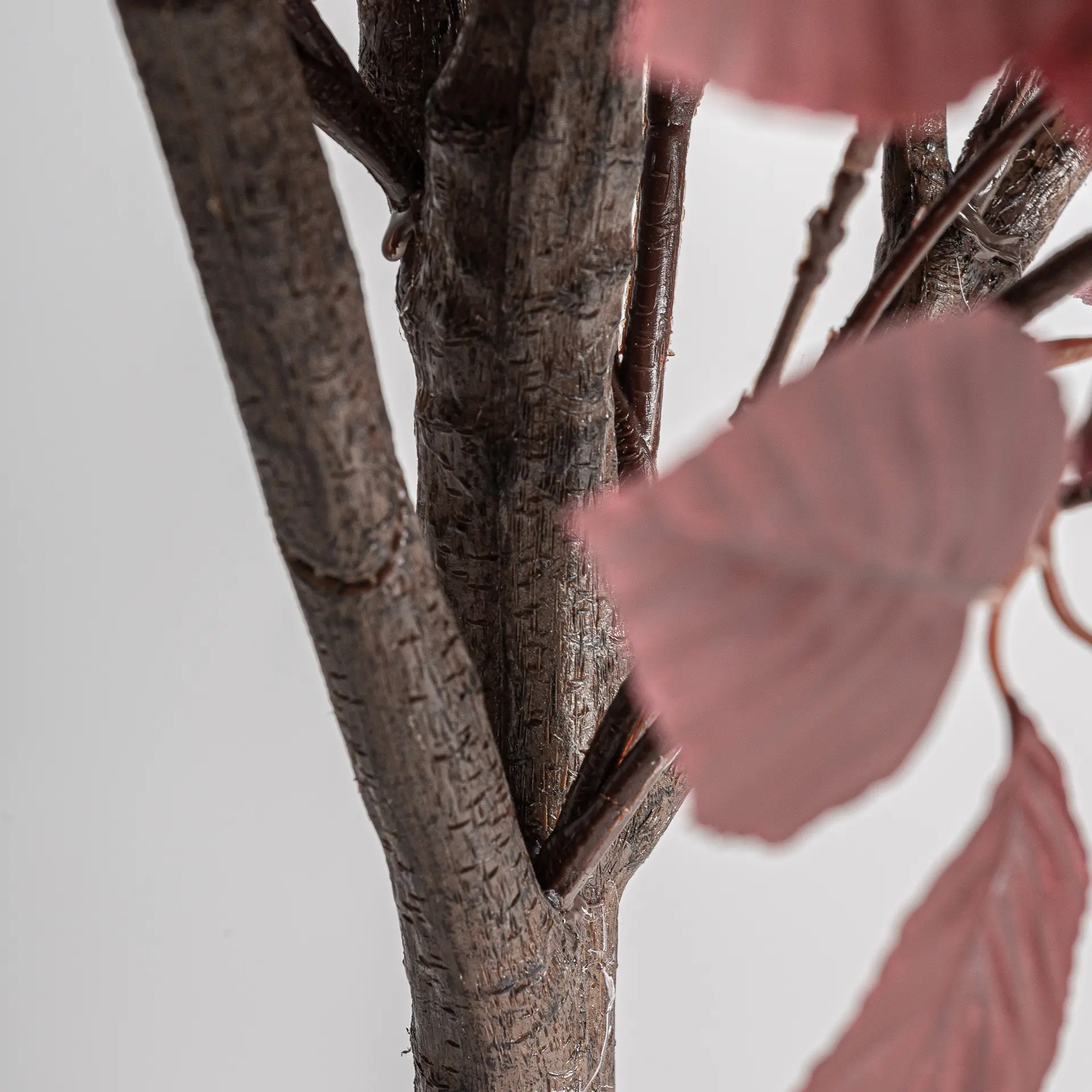 PLANTA HAYA - Imagen 4
