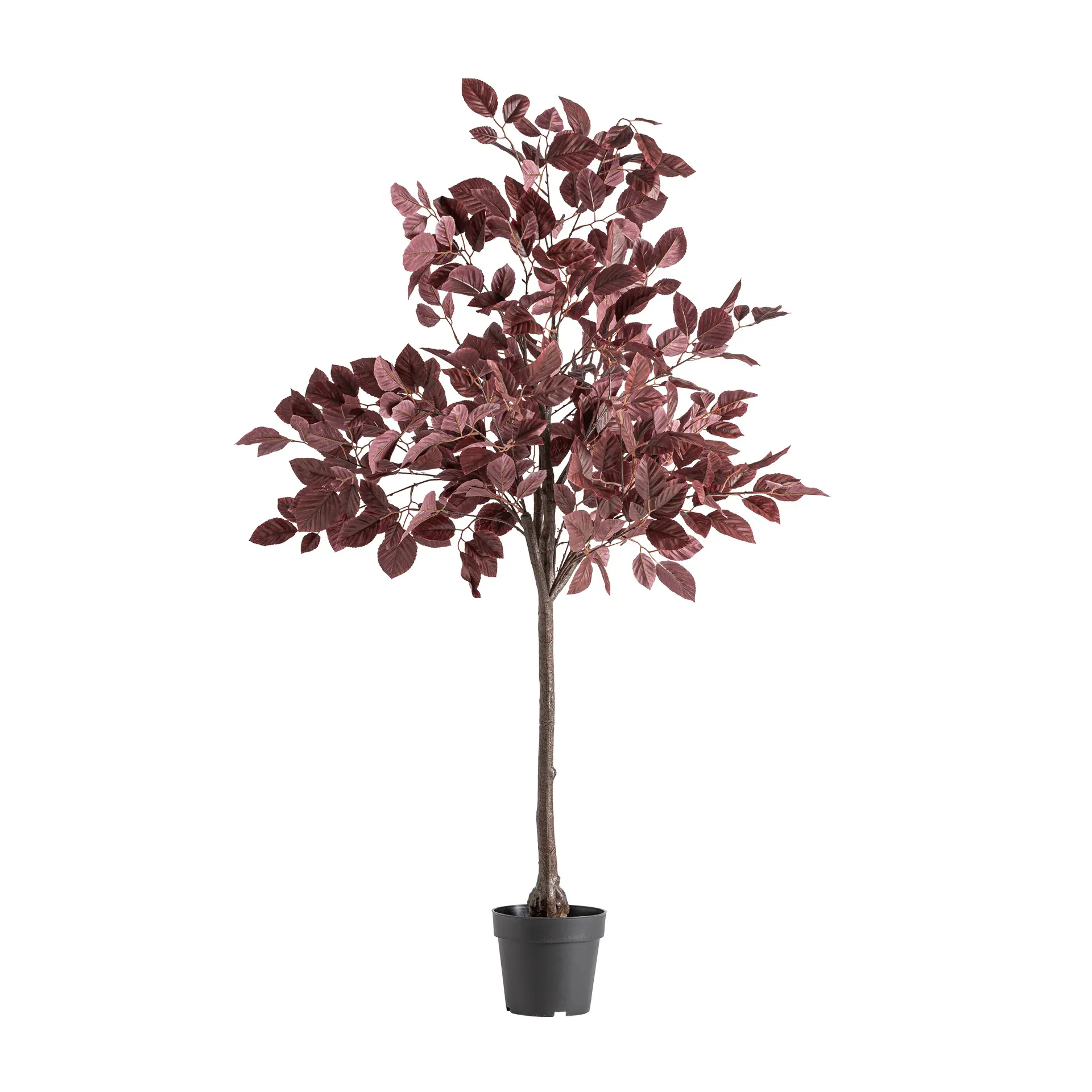 PLANTA HAYA